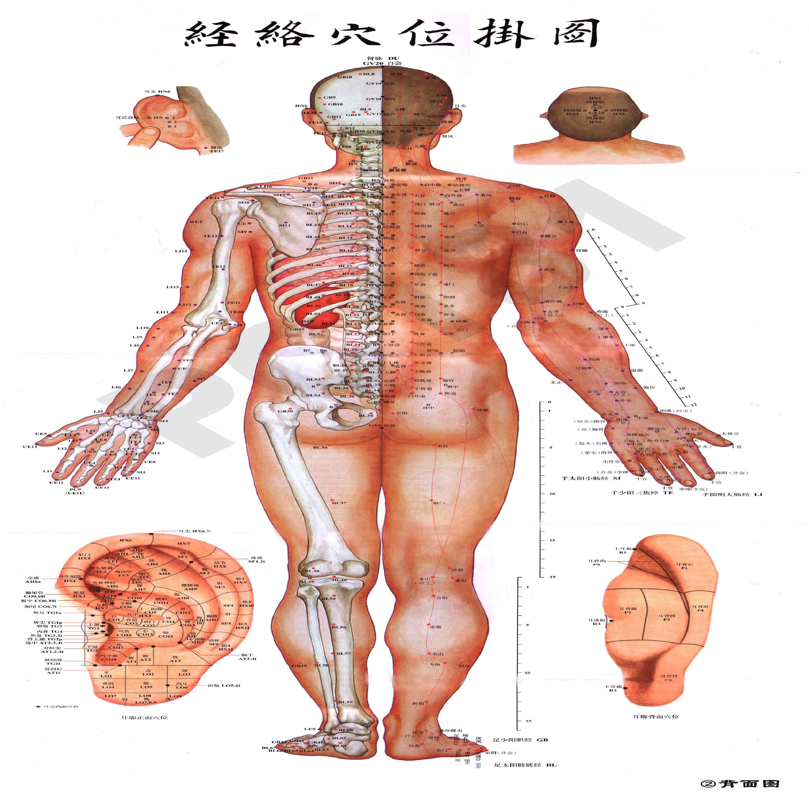 高清晰全身穴位图.pdf(3.28MB_3页)