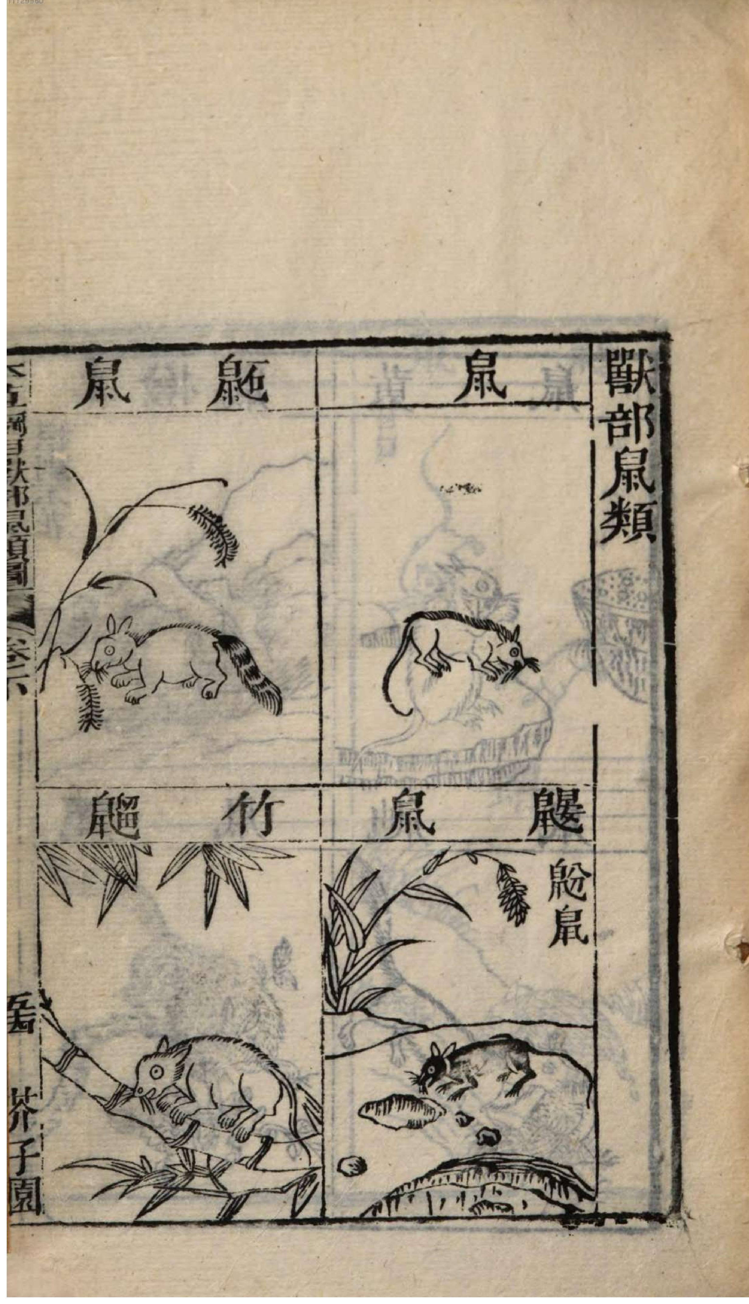 芥子园重订本草纲目. 1, 1 ce _ Ben cao wan fang zhen xian1-8, Tu juan 1-3.pdf_第17页