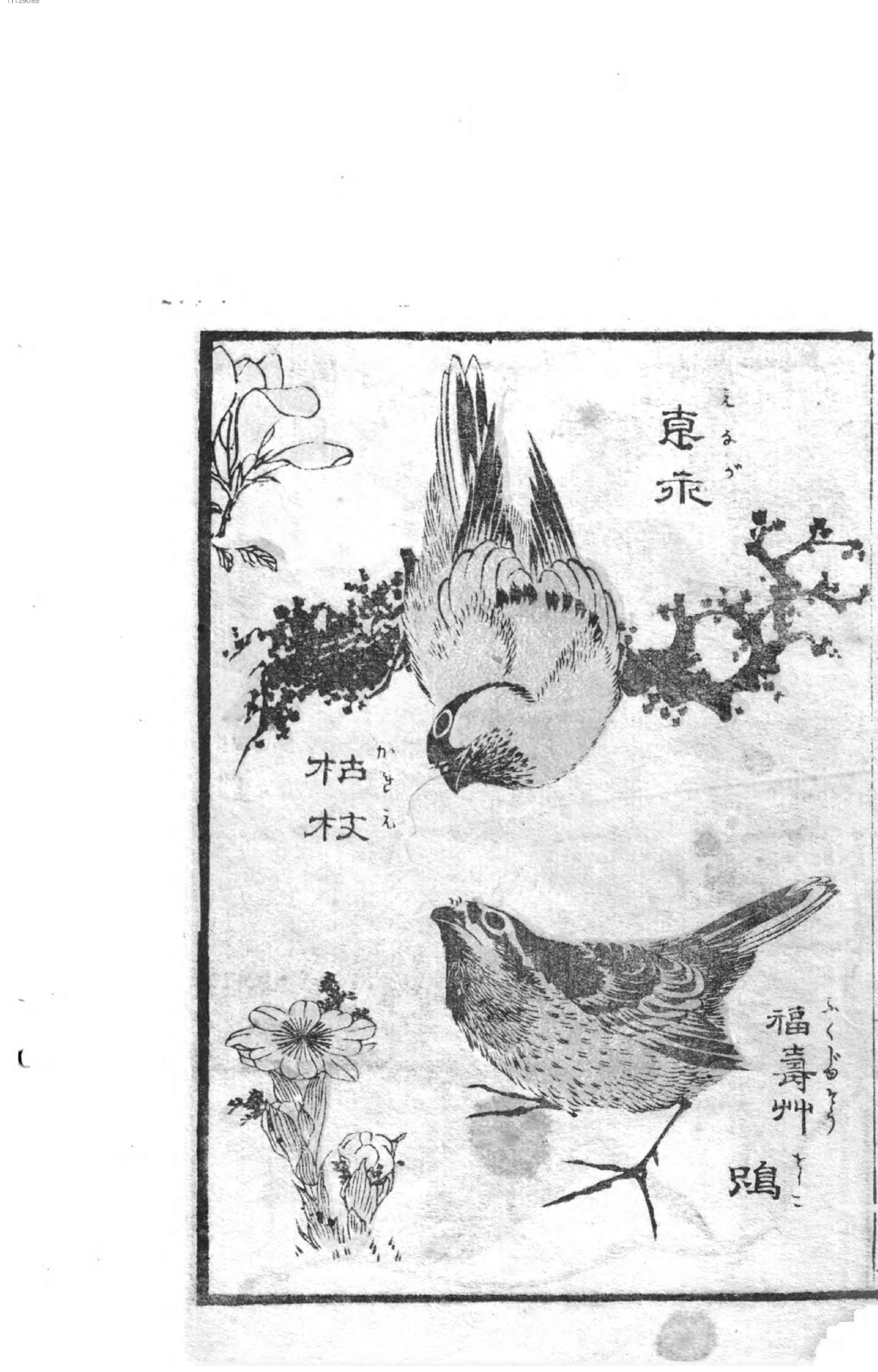 花鸟画传. 1.pdf_第10页