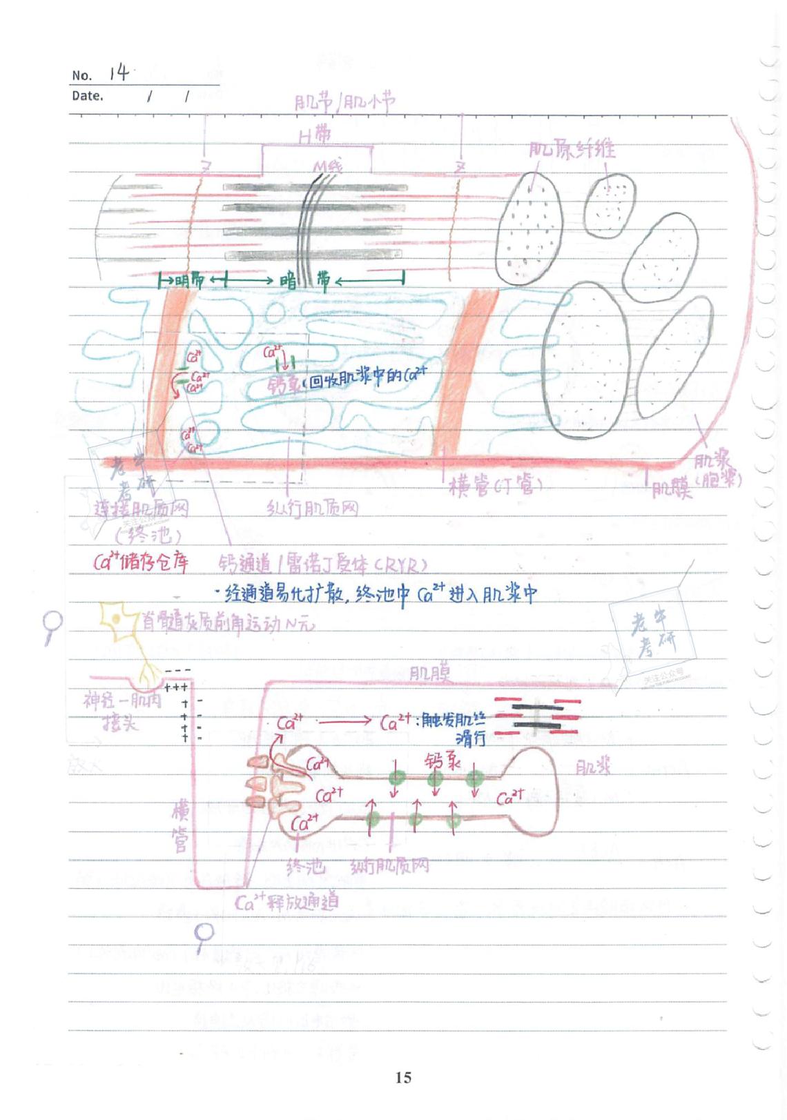 2022考研-西综基础强化班配套手写笔记【必考知识点整理】.pdf_第17页