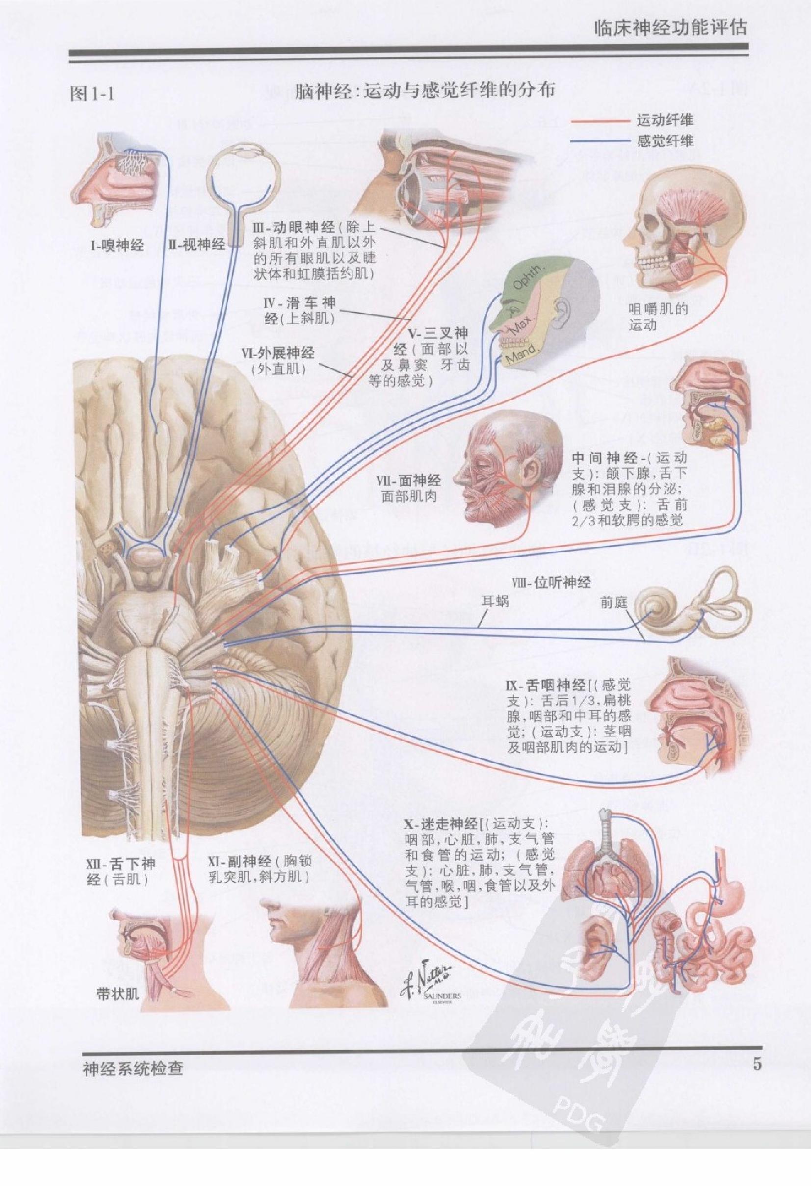 42奈特神经系统疾病彩色图谱（高清中文版）.pdf_第16页