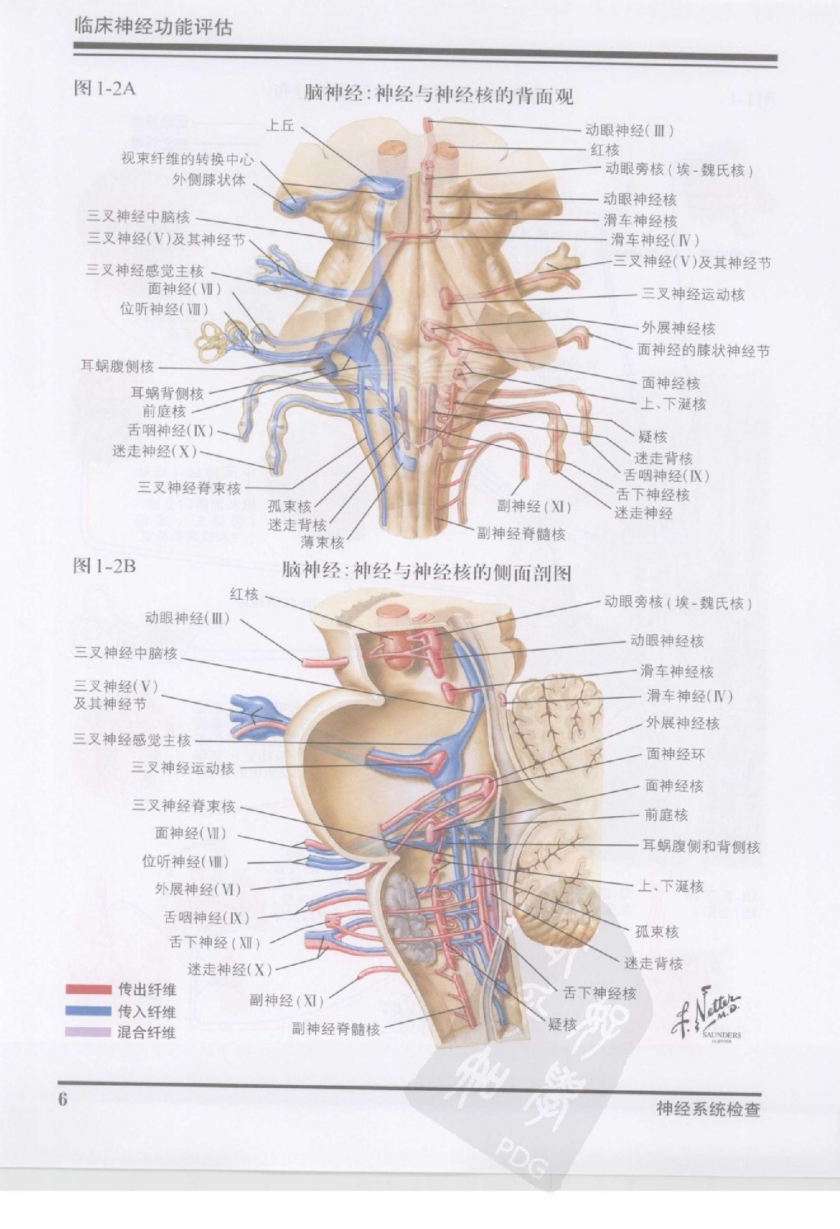 42奈特神经系统疾病彩色图谱（高清中文版）.pdf_第17页