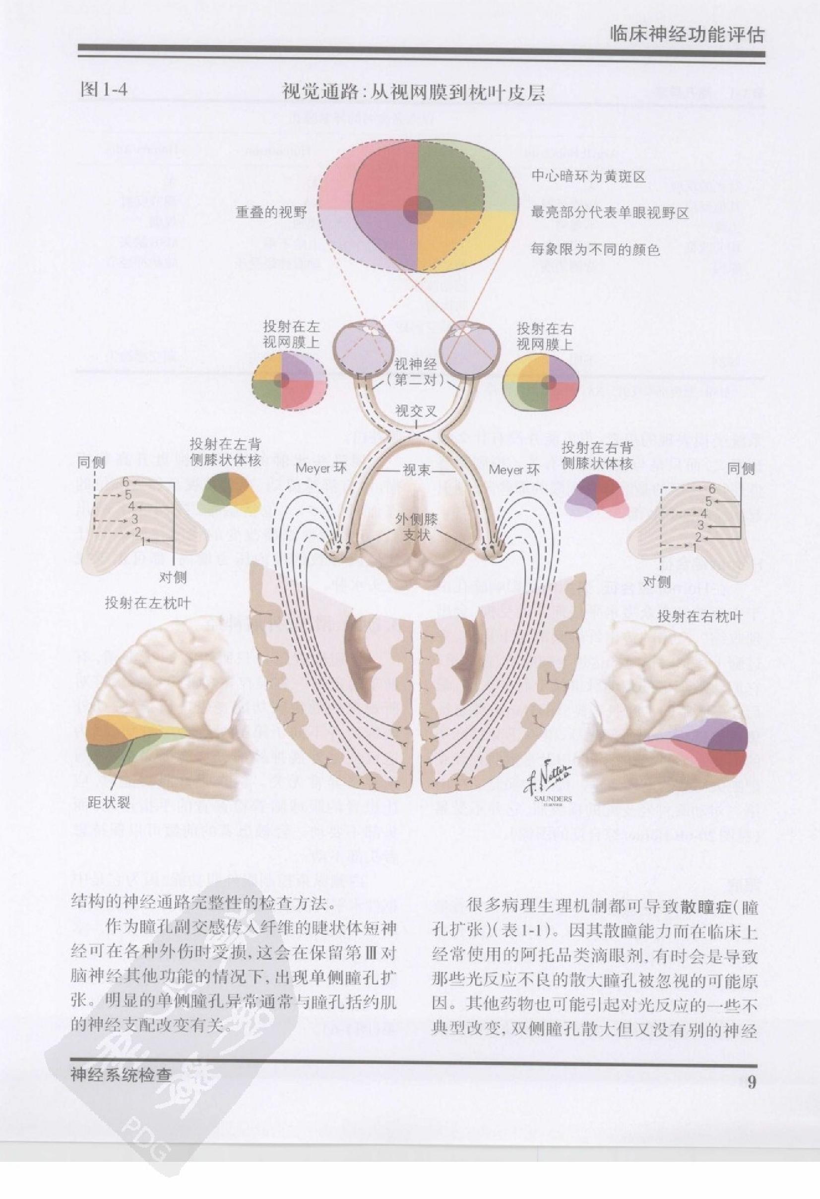 42奈特神经系统疾病彩色图谱（高清中文版）.pdf_第20页