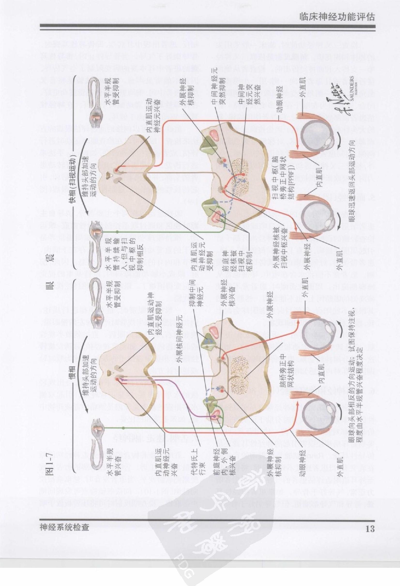 42奈特神经系统疾病彩色图谱（高清中文版）.pdf_第24页