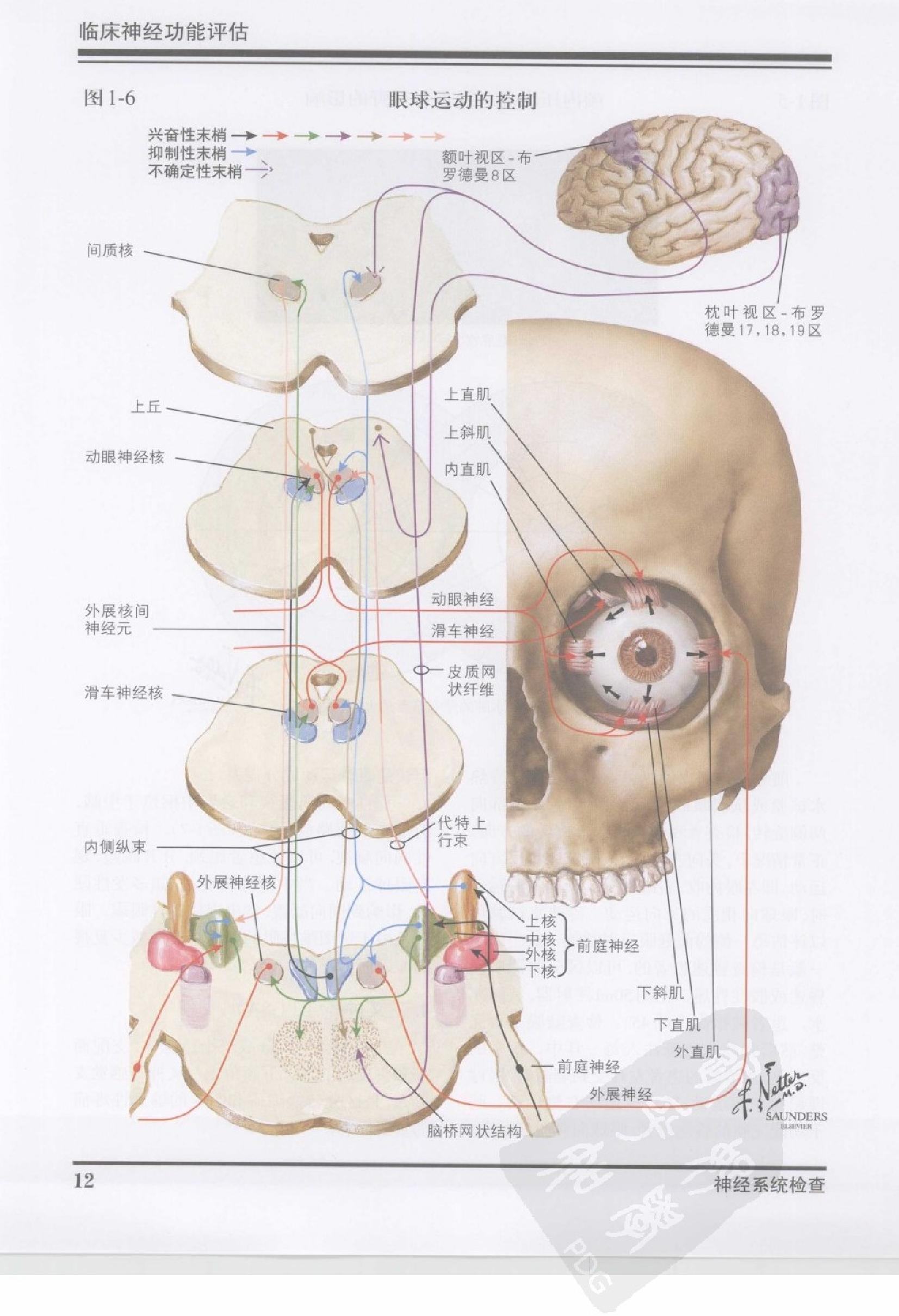 42奈特神经系统疾病彩色图谱（高清中文版）.pdf_第23页