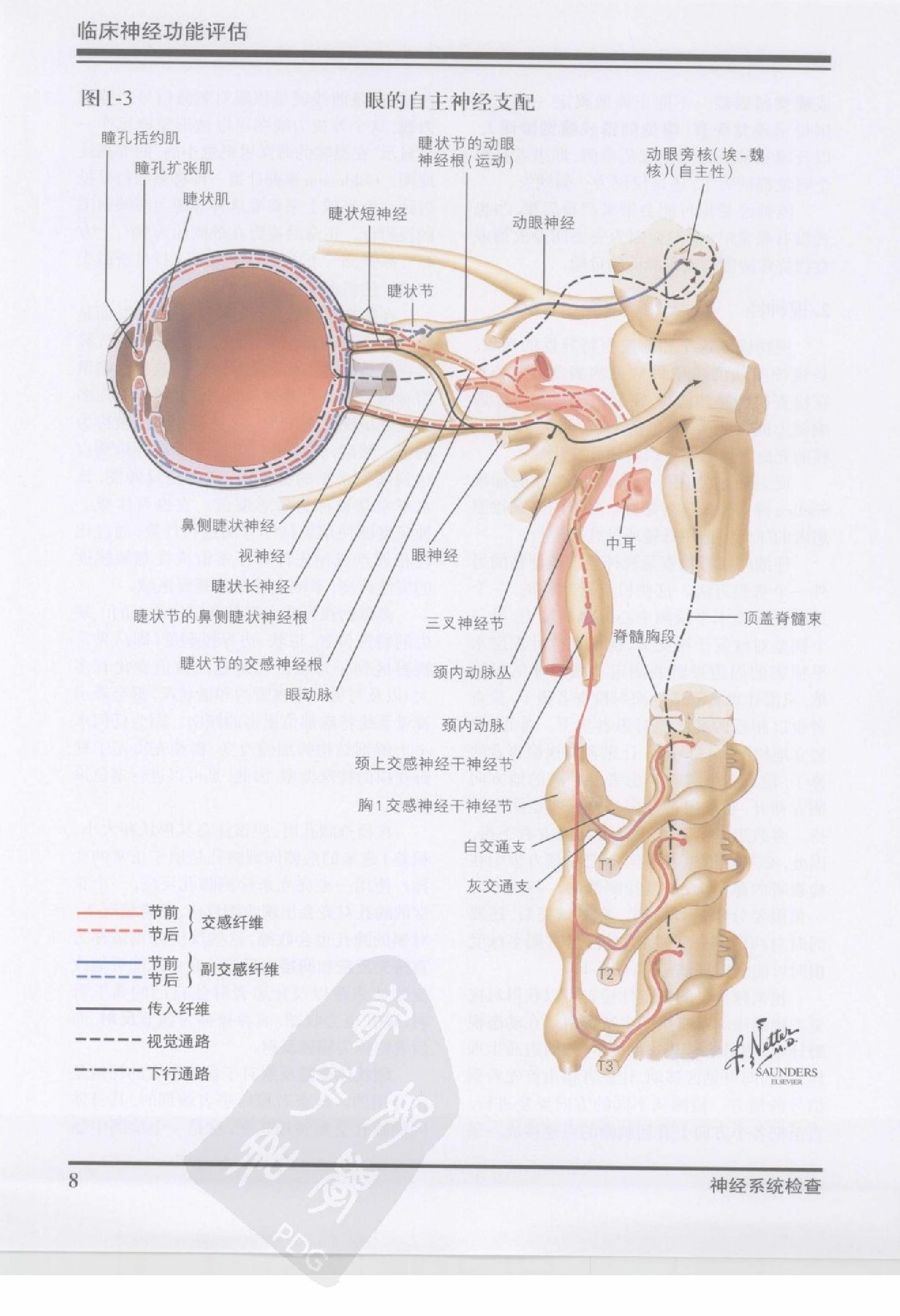 42奈特神经系统疾病彩色图谱（高清中文版）.pdf_第19页