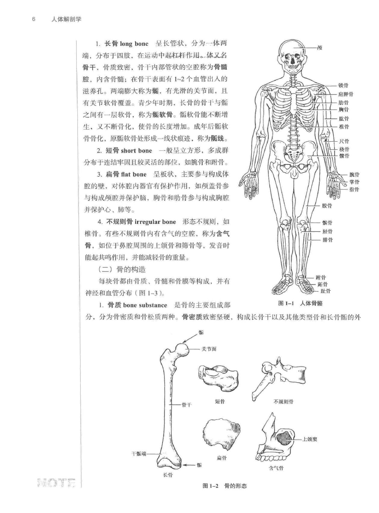 人体解剖学.pdf_第20页