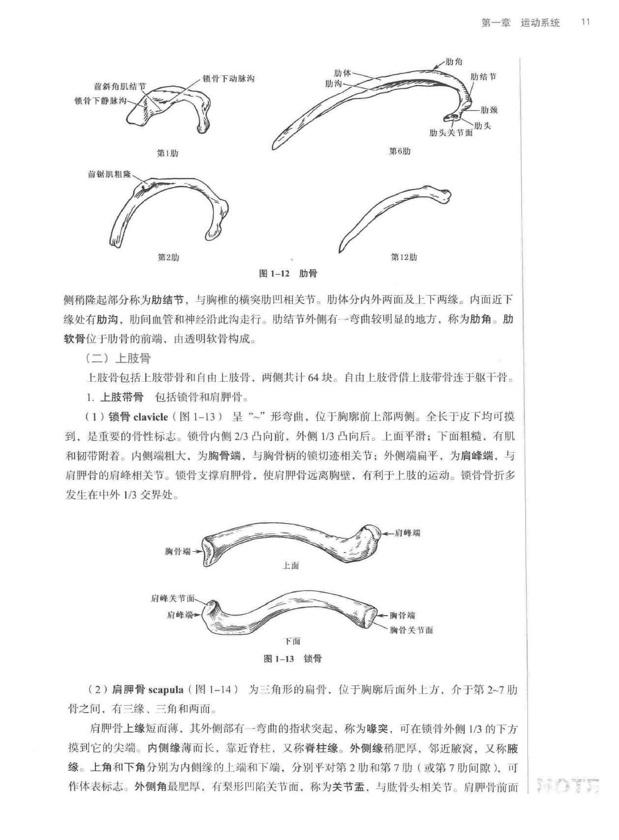 人体解剖学.pdf_第25页