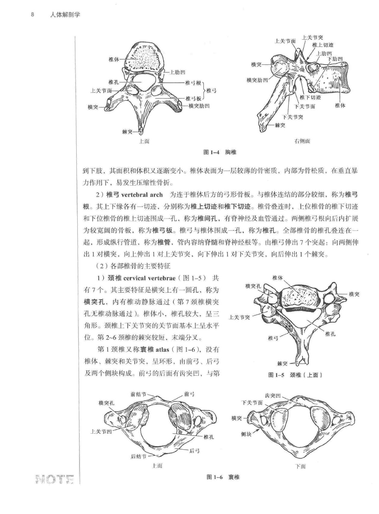 人体解剖学.pdf_第22页