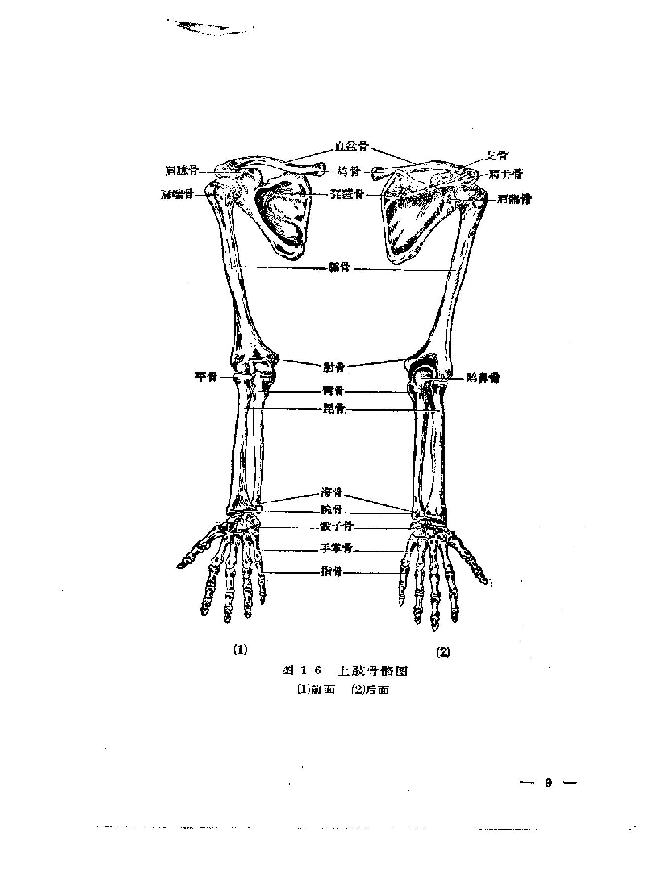 刘寿山正骨经验（修订扫描版）.pdf_第18页