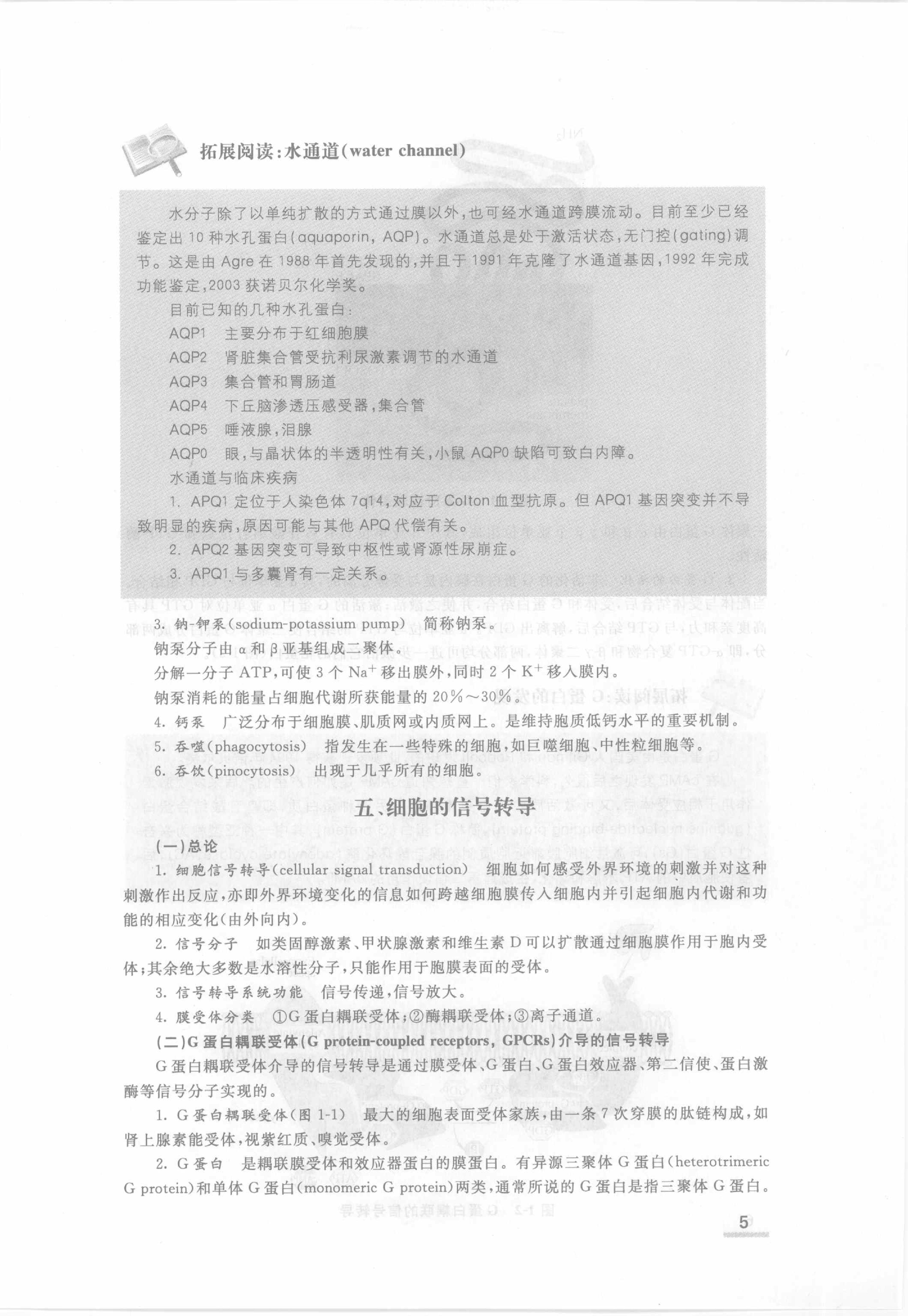 协和听课笔记：生理学.pdf_第11页