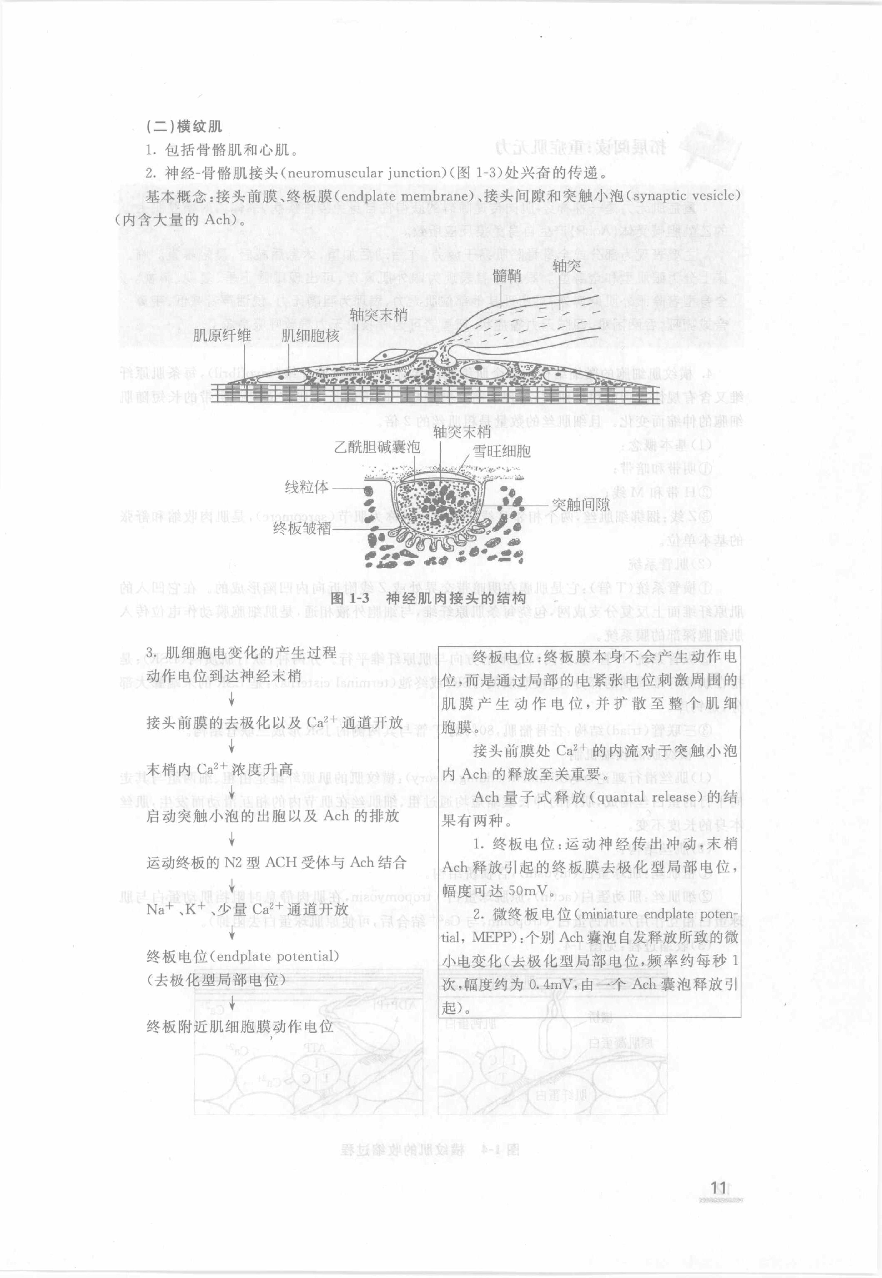 协和听课笔记：生理学.pdf_第17页