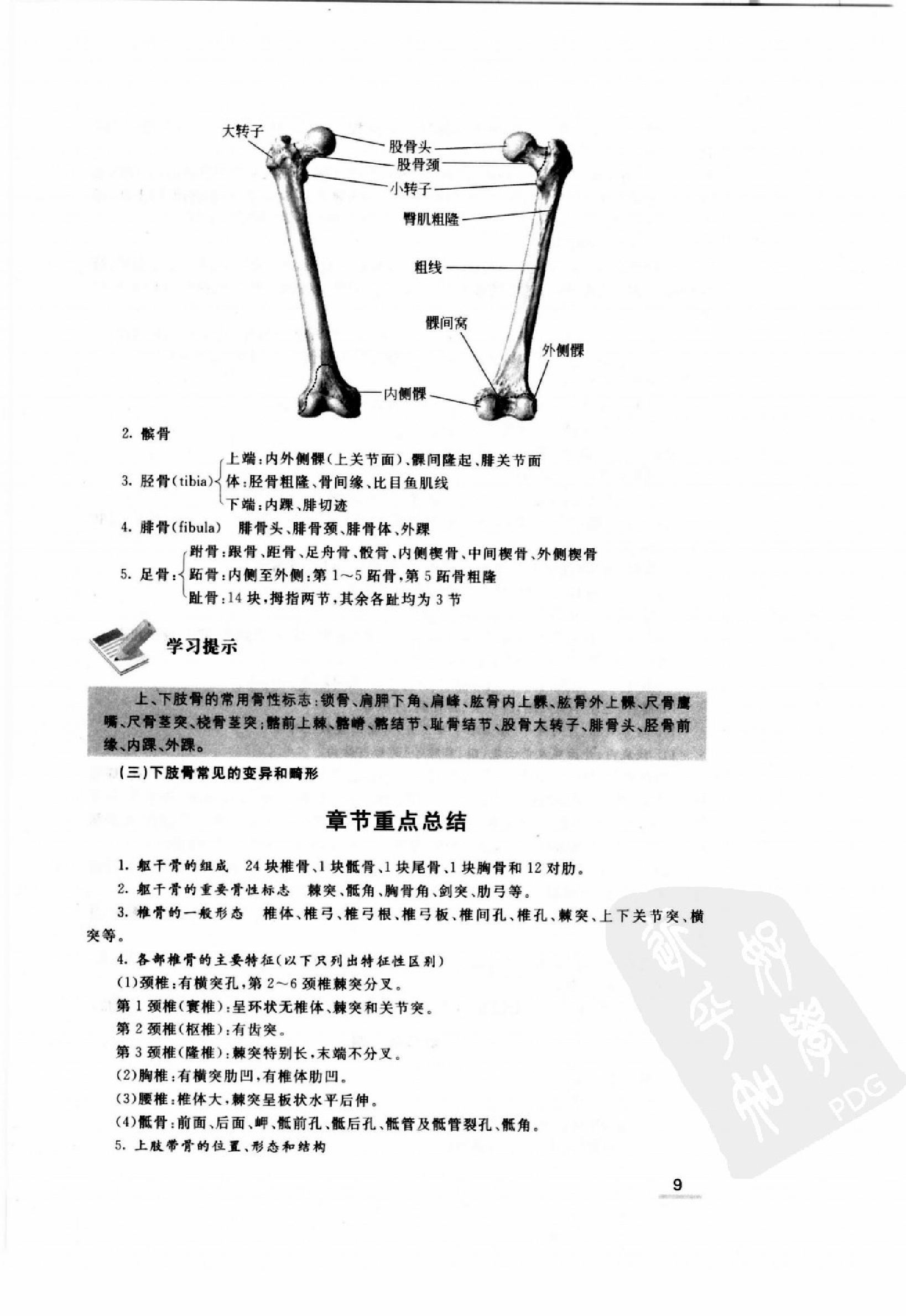 协和听课笔记：系统解剖学.pdf_第17页