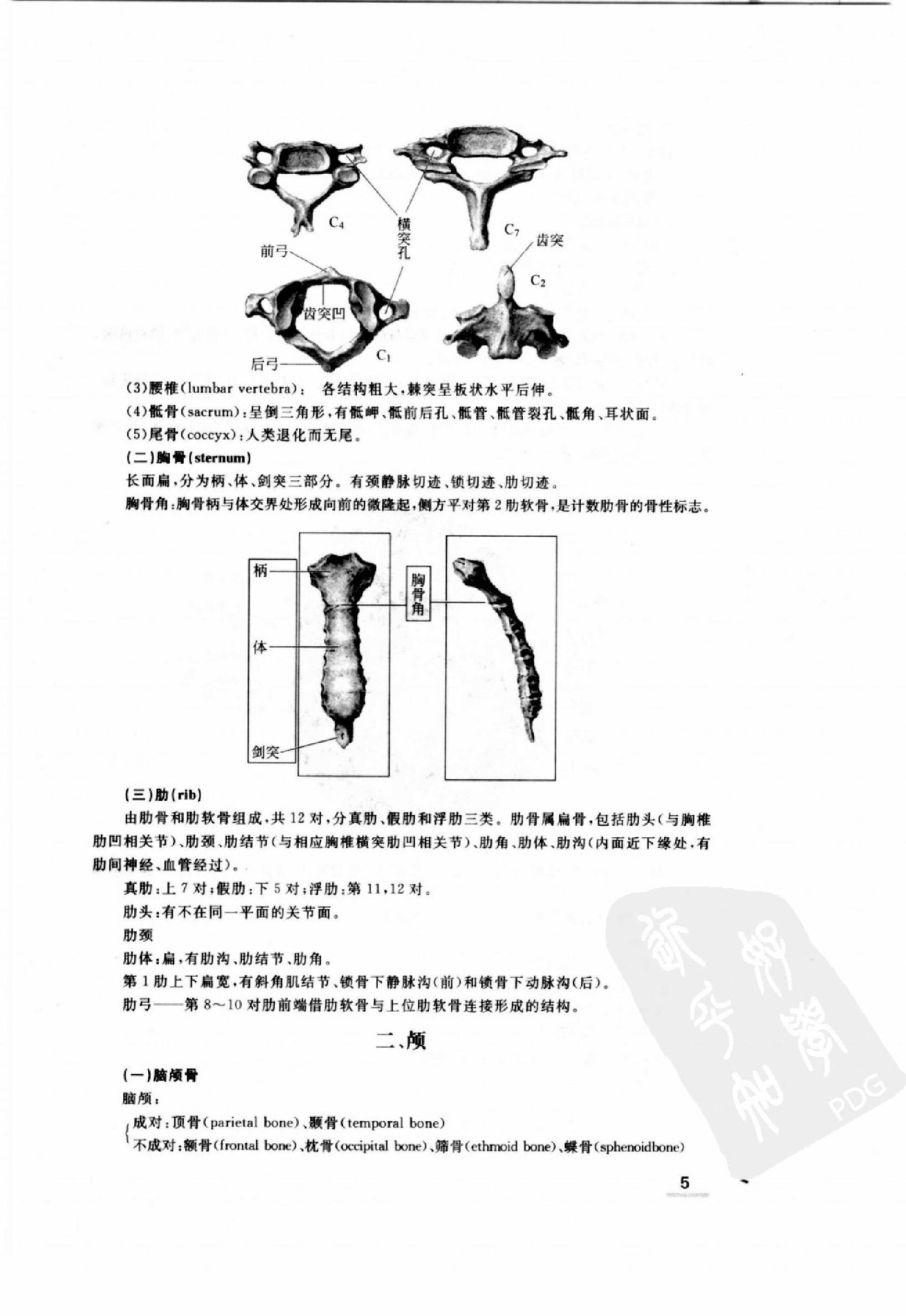 协和听课笔记：系统解剖学.pdf_第13页