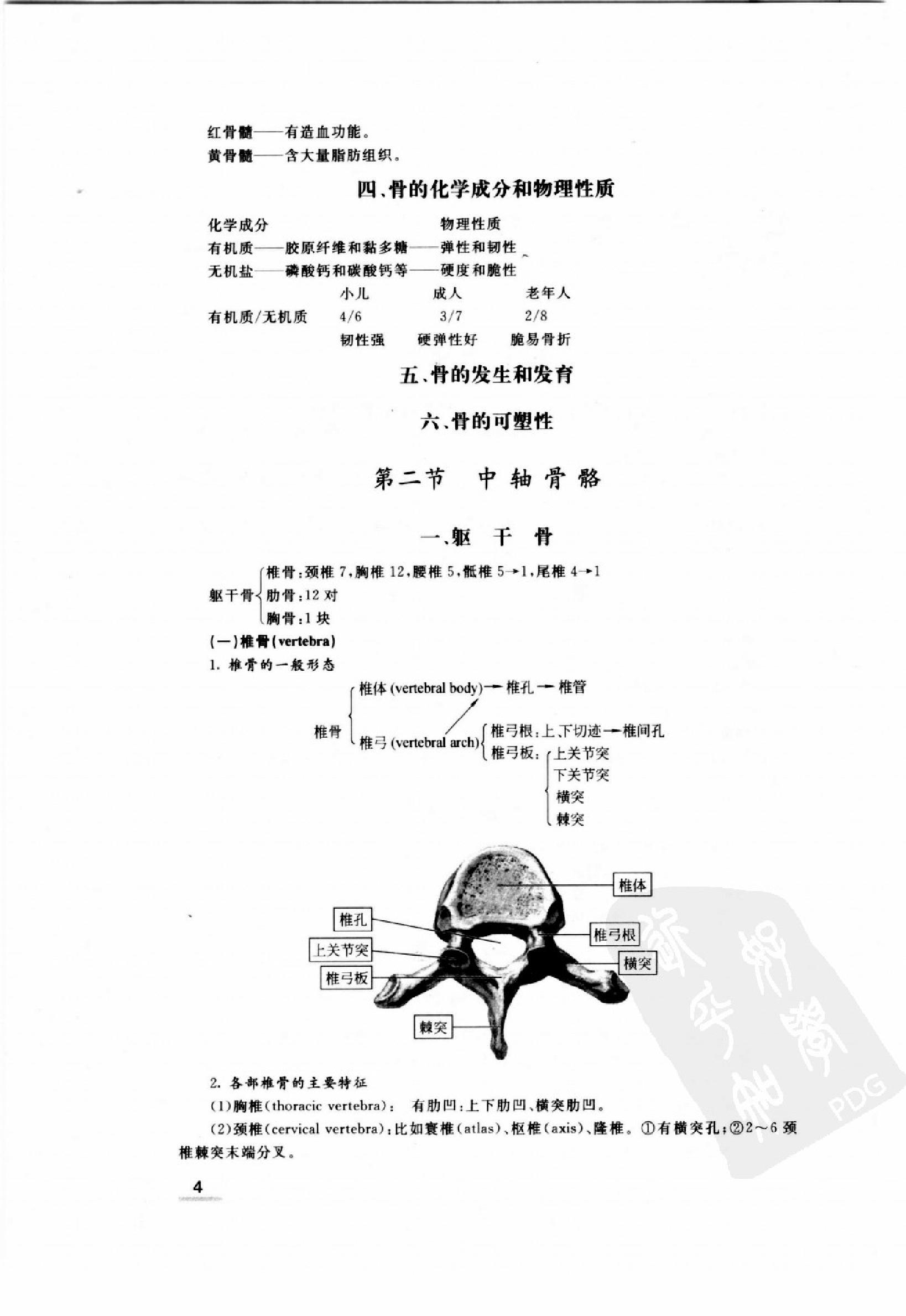 协和听课笔记：系统解剖学.pdf_第12页