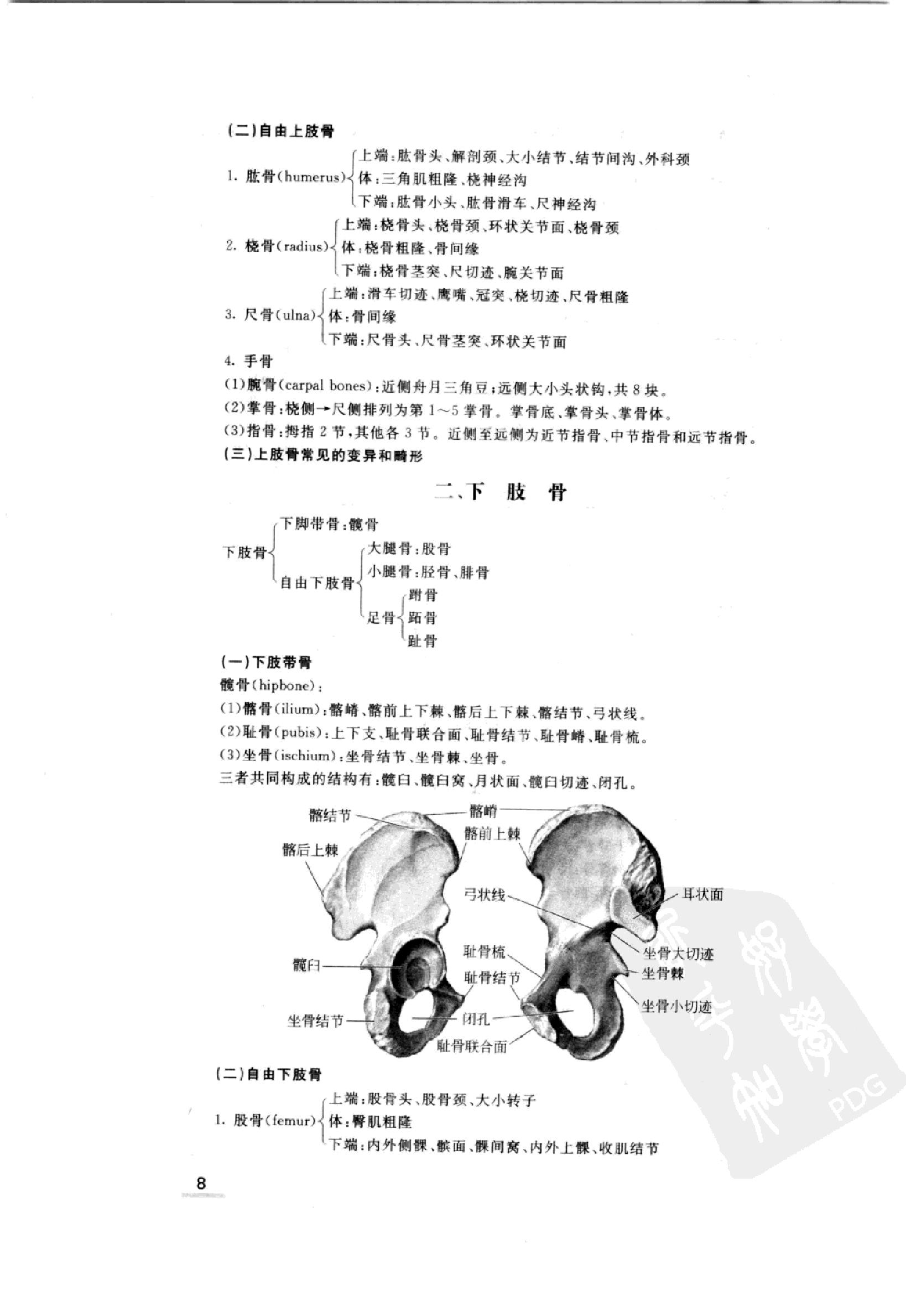 协和听课笔记：系统解剖学.pdf_第16页