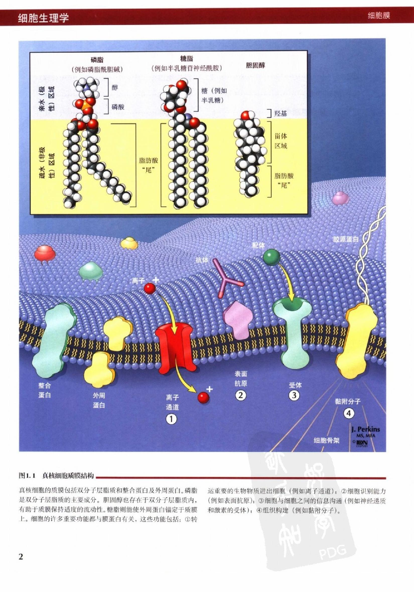 奈特人体生理学彩色图谱（高清中文版） 76 心电.pdf_第10页