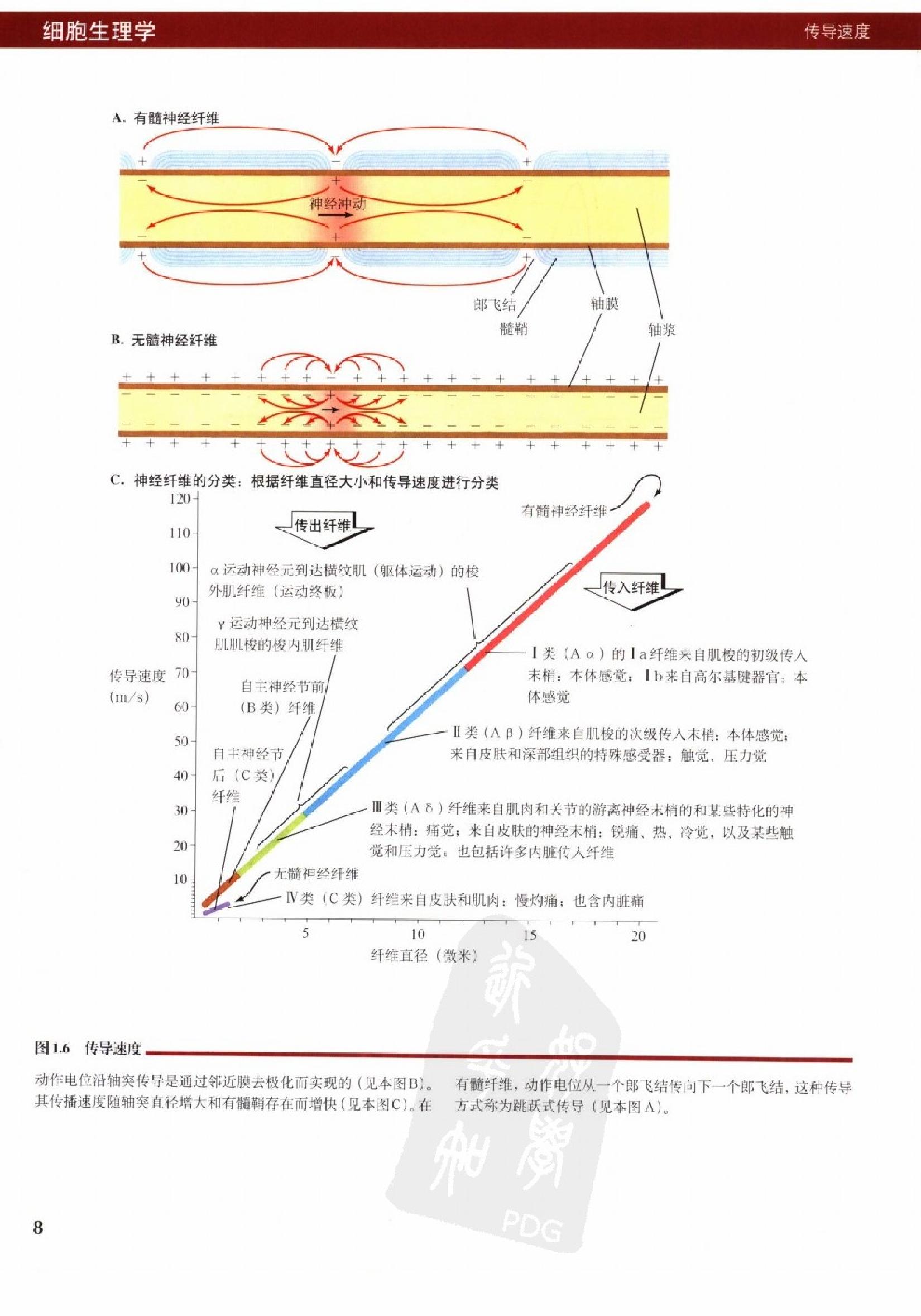 奈特人体生理学彩色图谱（高清中文版） 76 心电.pdf_第16页