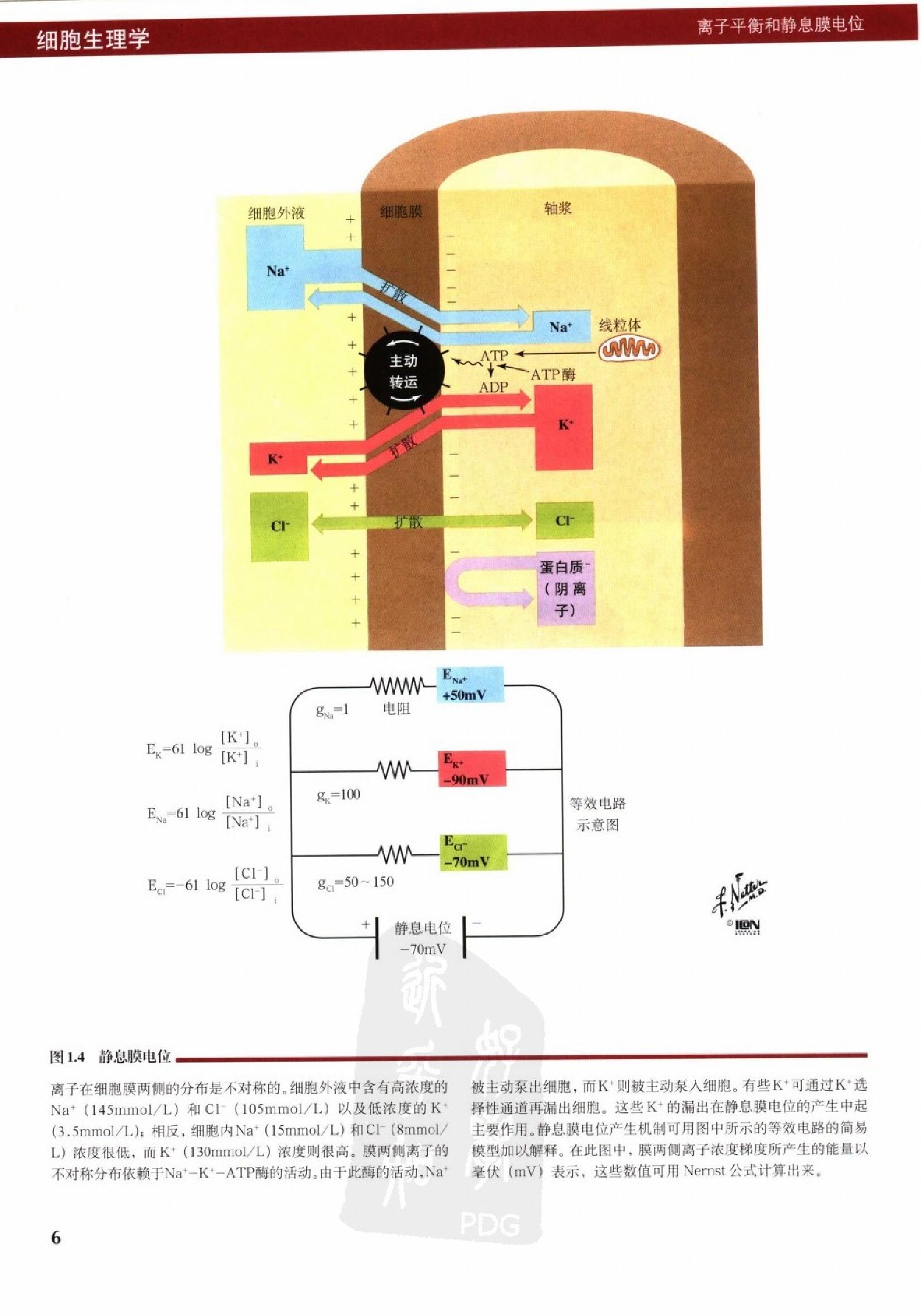 奈特人体生理学彩色图谱（高清中文版） 76 心电.pdf_第14页