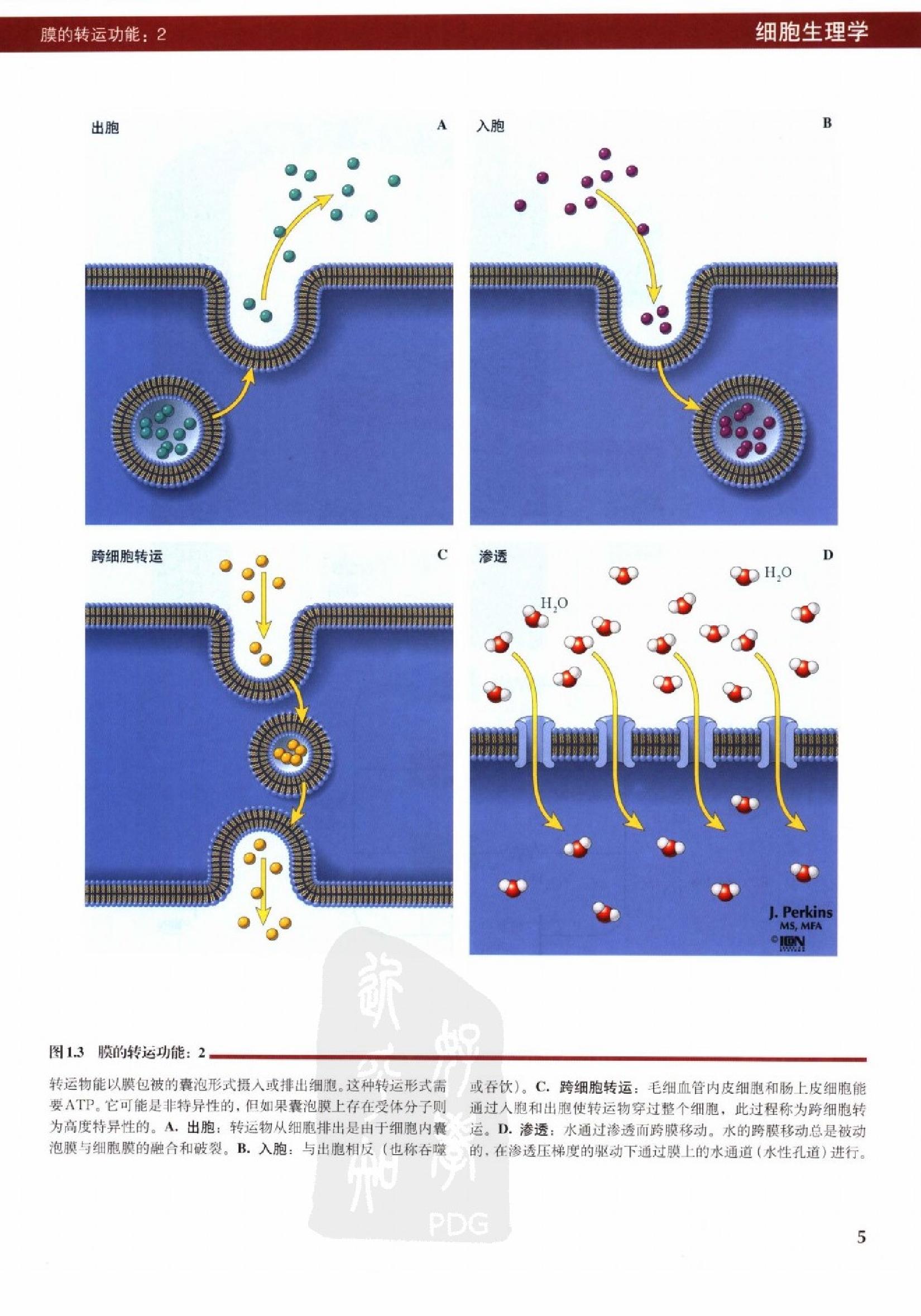 奈特人体生理学彩色图谱（高清中文版） 76 心电.pdf_第13页