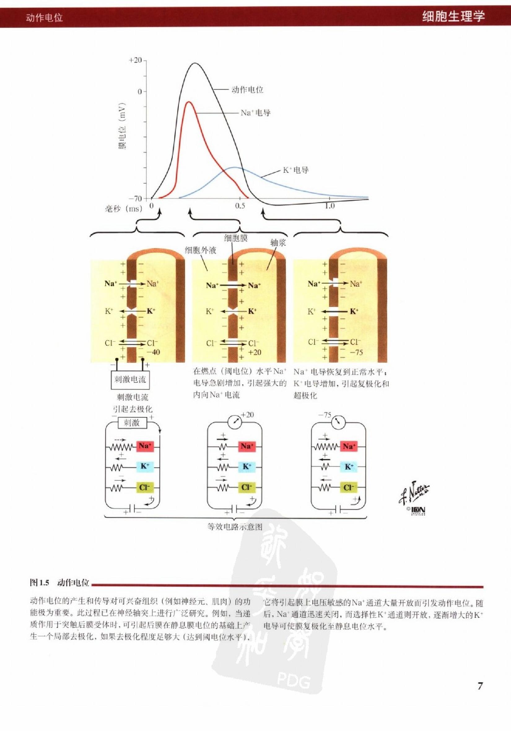 奈特人体生理学彩色图谱（高清中文版） 76 心电.pdf_第15页