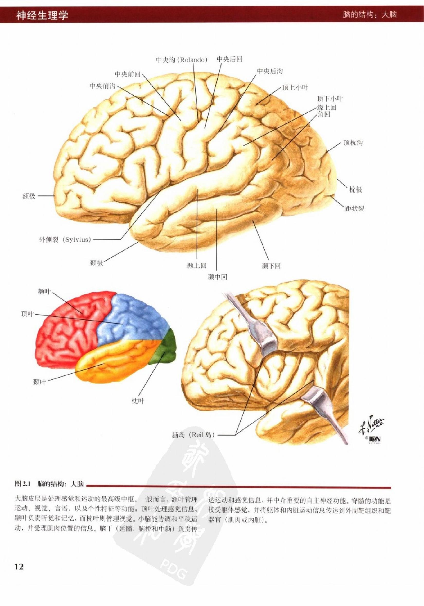 奈特人体生理学彩色图谱（高清中文版） 76 心电.pdf_第20页