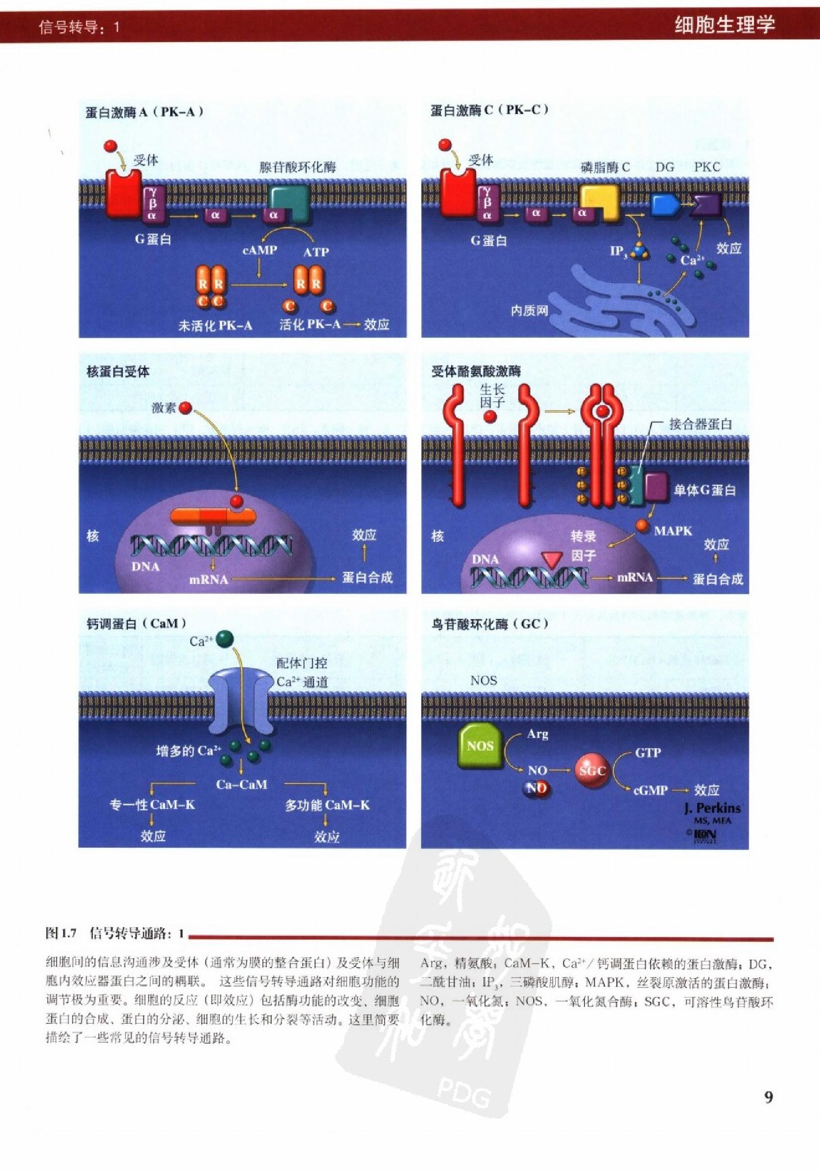 奈特人体生理学彩色图谱（高清中文版） 76 心电.pdf_第17页