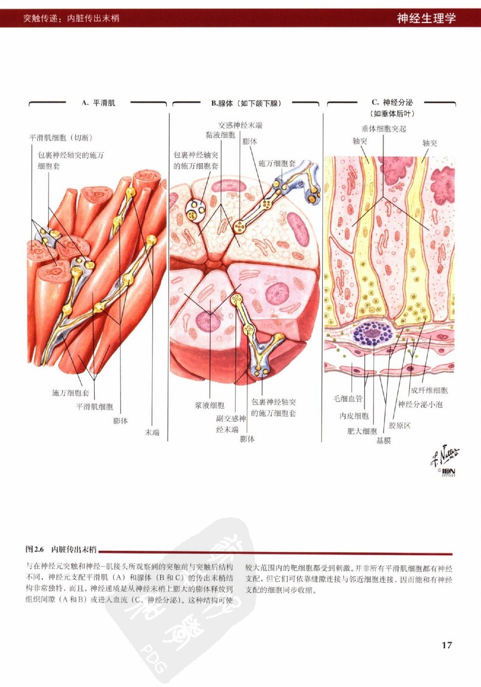 奈特人体生理学彩色图谱（高清中文版） 76 心电.pdf_第25页