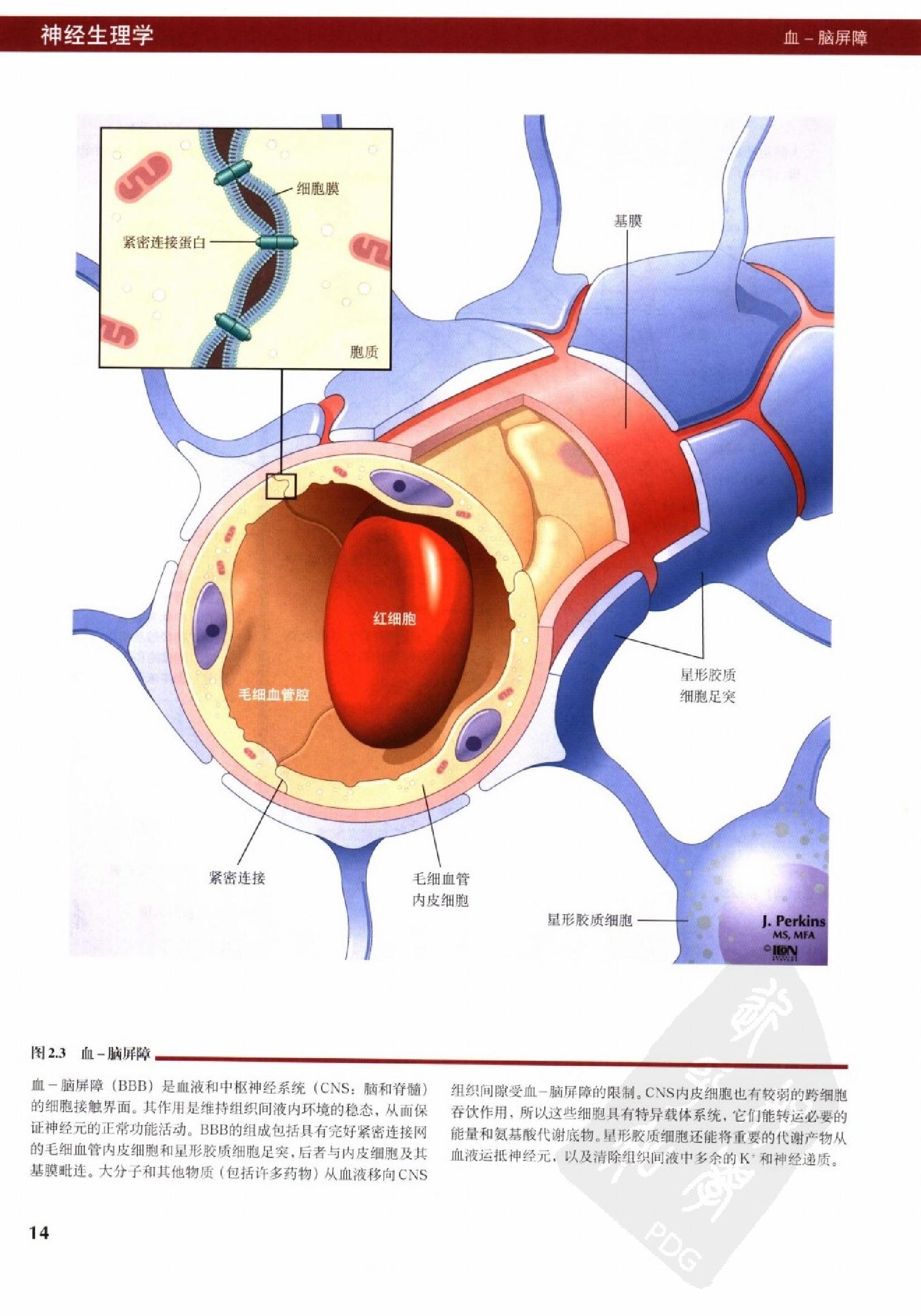 奈特人体生理学彩色图谱（高清中文版） 76 心电.pdf_第22页