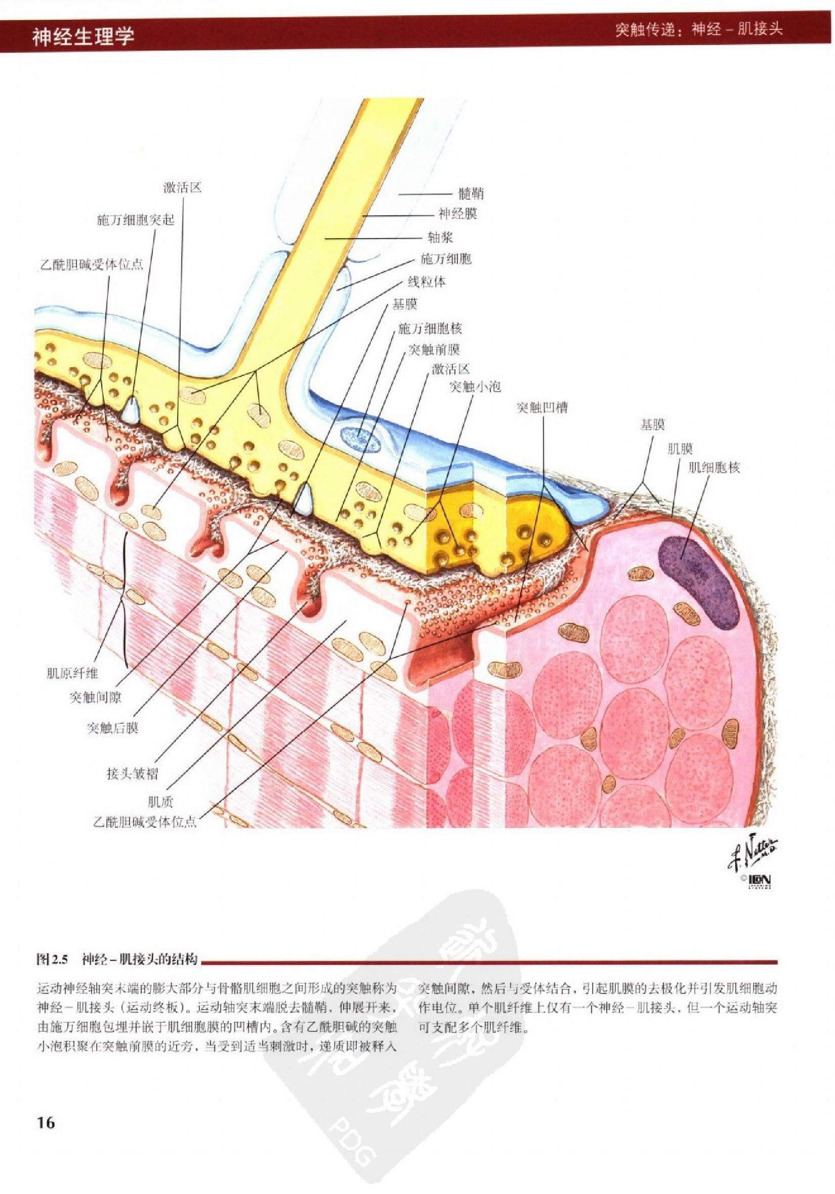 奈特人体生理学彩色图谱（高清中文版） 76 心电.pdf_第24页