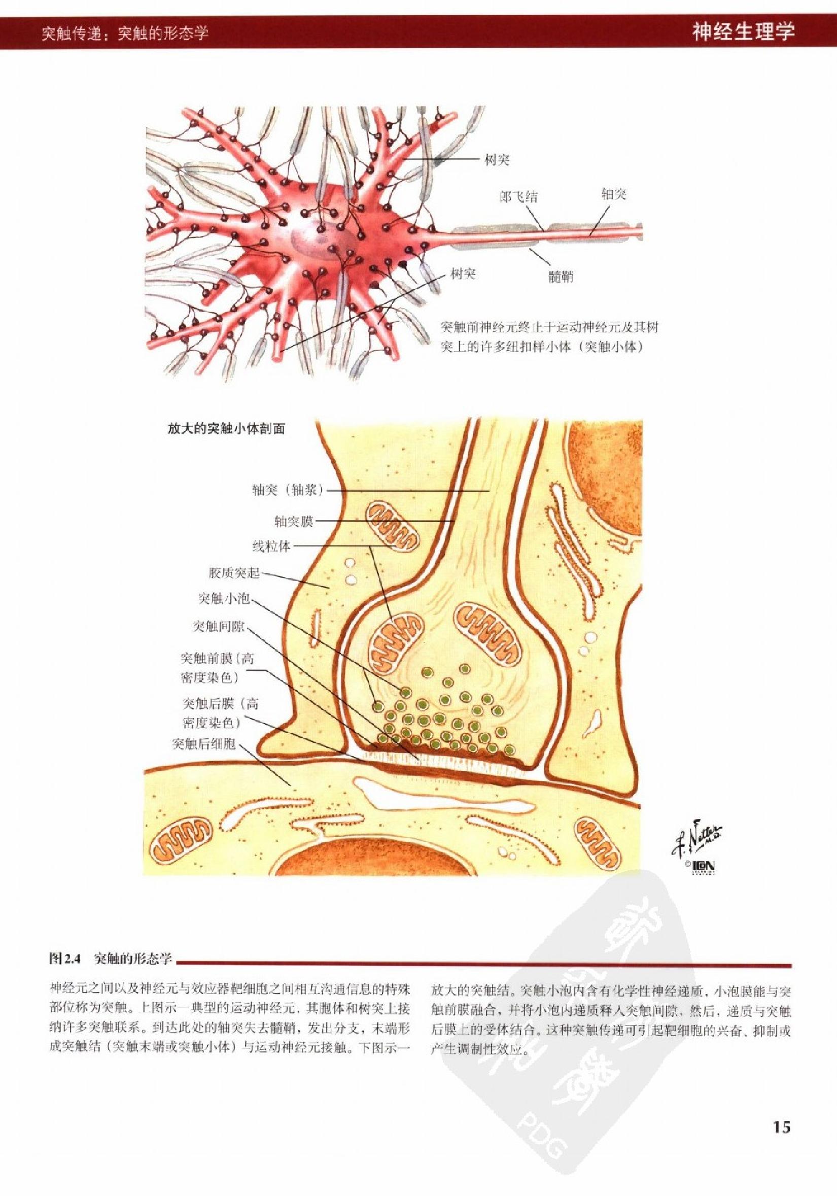 奈特人体生理学彩色图谱（高清中文版） 76 心电.pdf_第23页