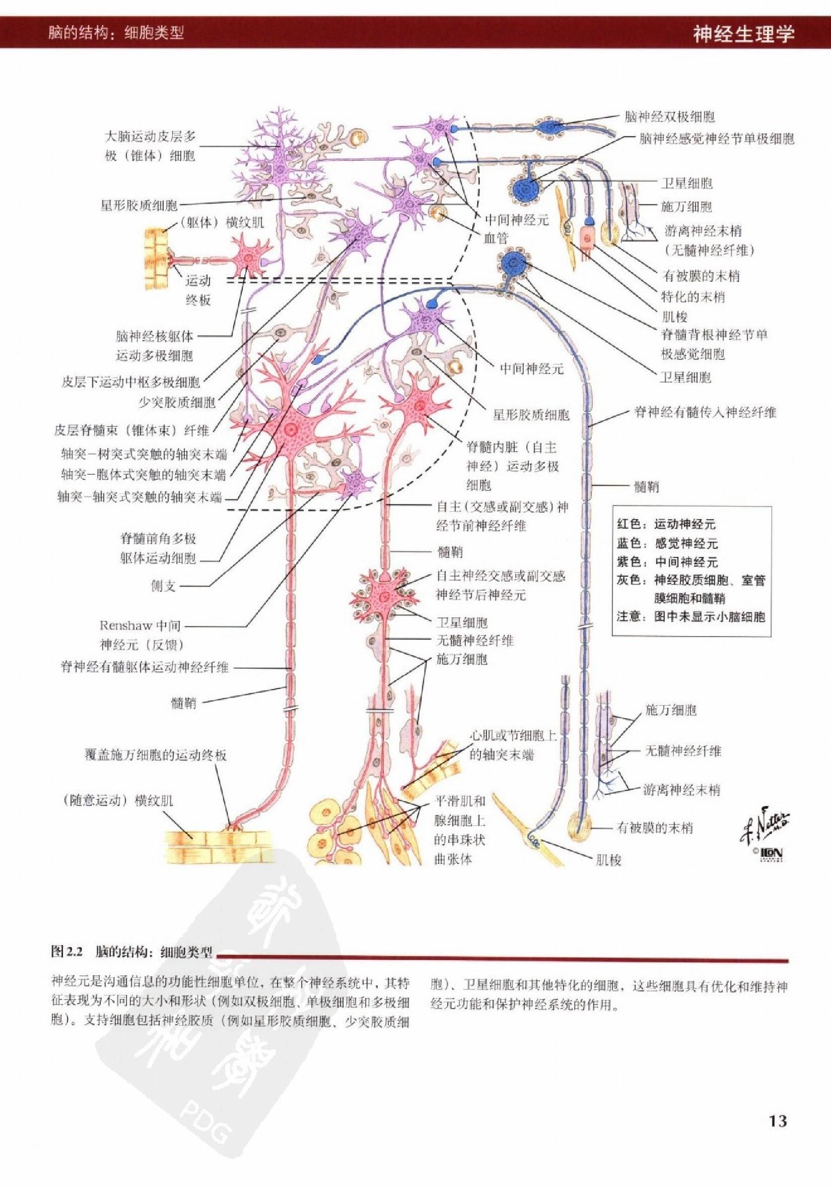 奈特人体生理学彩色图谱（高清中文版） 76 心电.pdf_第21页