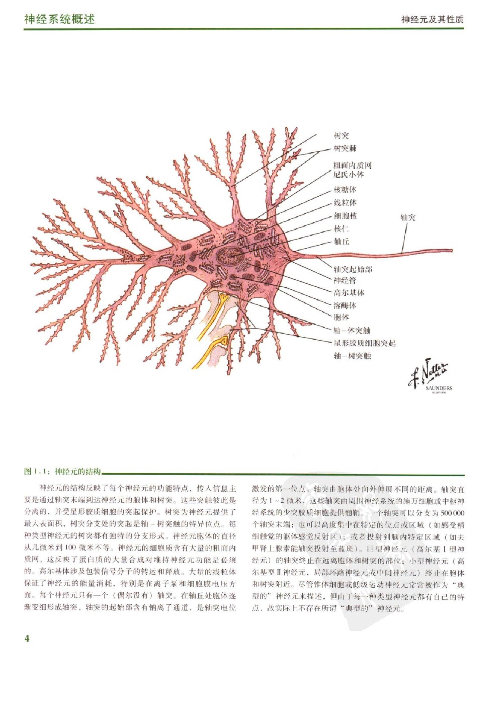 奈特人体神经解剖彩色图谱（高清中文版）.pdf_第15页