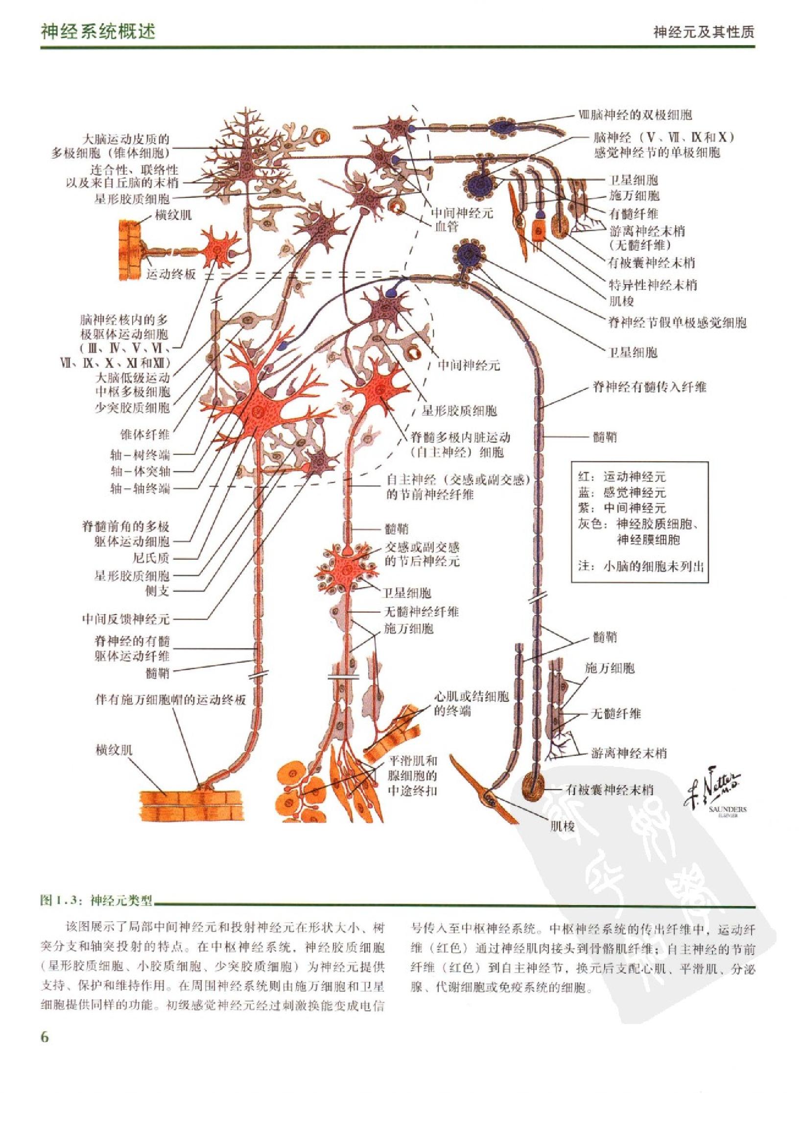 奈特人体神经解剖彩色图谱（高清中文版）.pdf_第17页