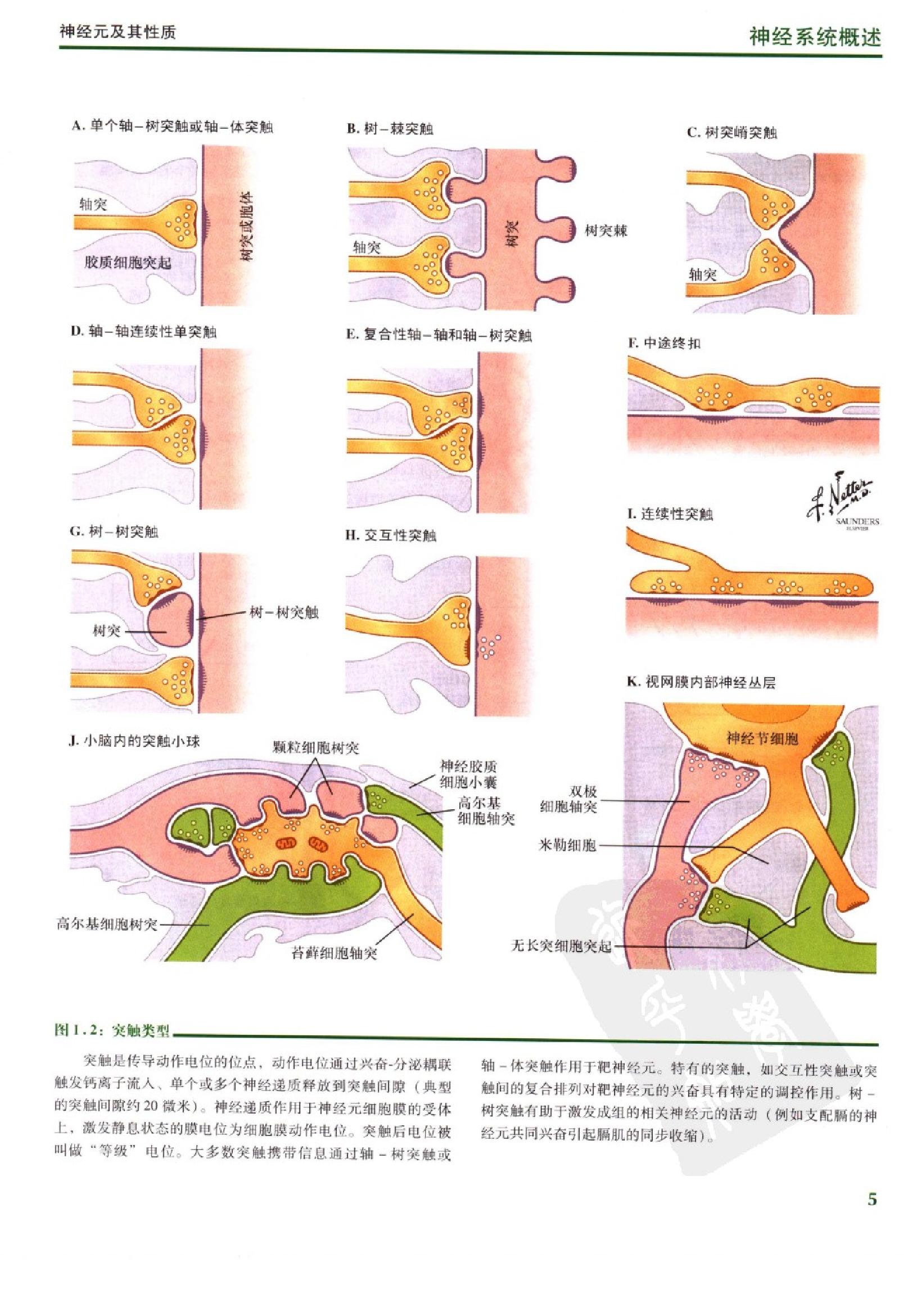 奈特人体神经解剖彩色图谱（高清中文版）.pdf_第16页