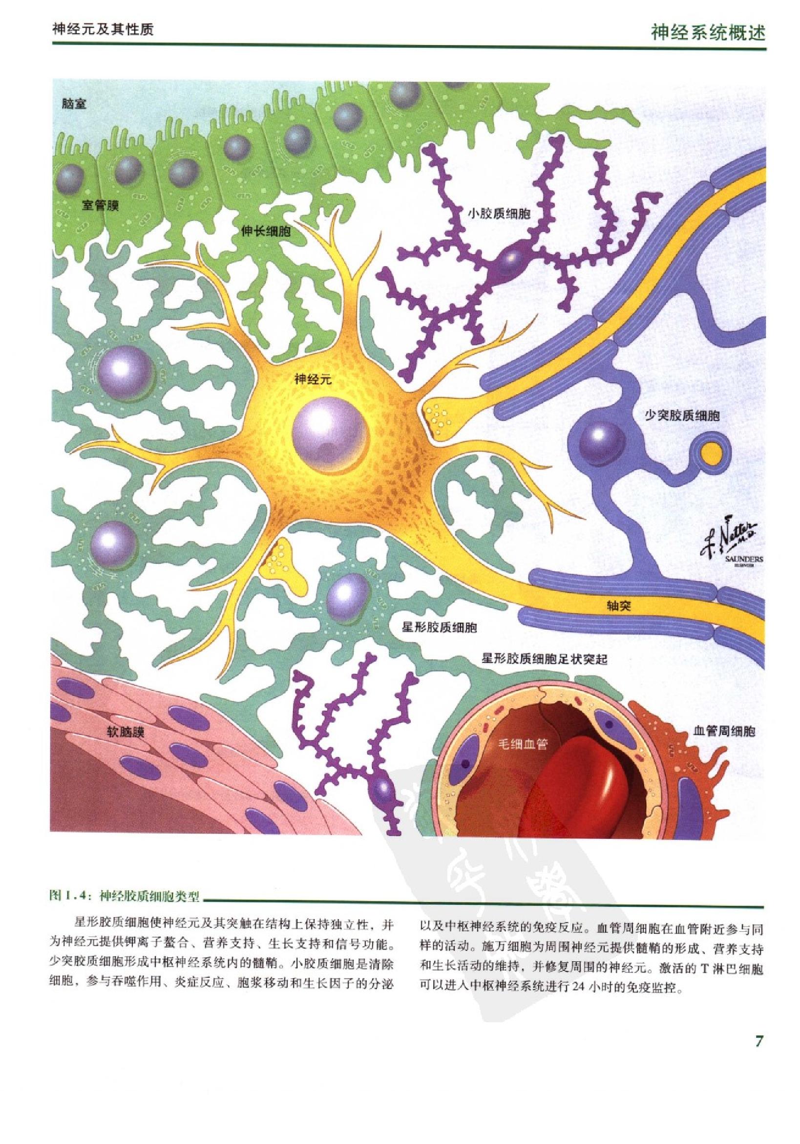 奈特人体神经解剖彩色图谱（高清中文版）.pdf_第18页