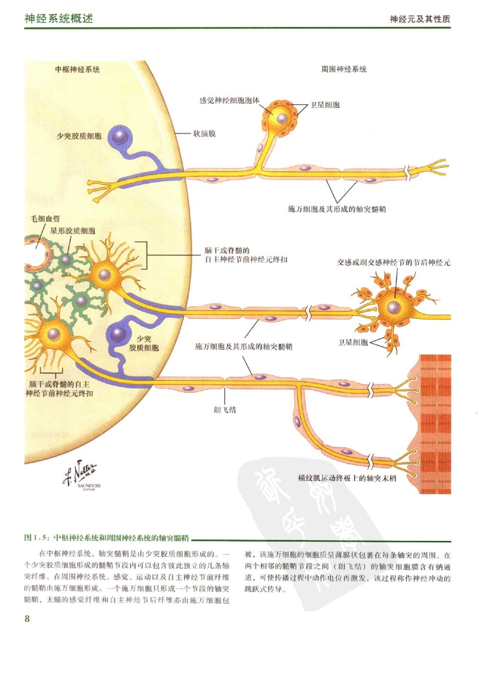 奈特人体神经解剖彩色图谱（高清中文版）.pdf_第19页