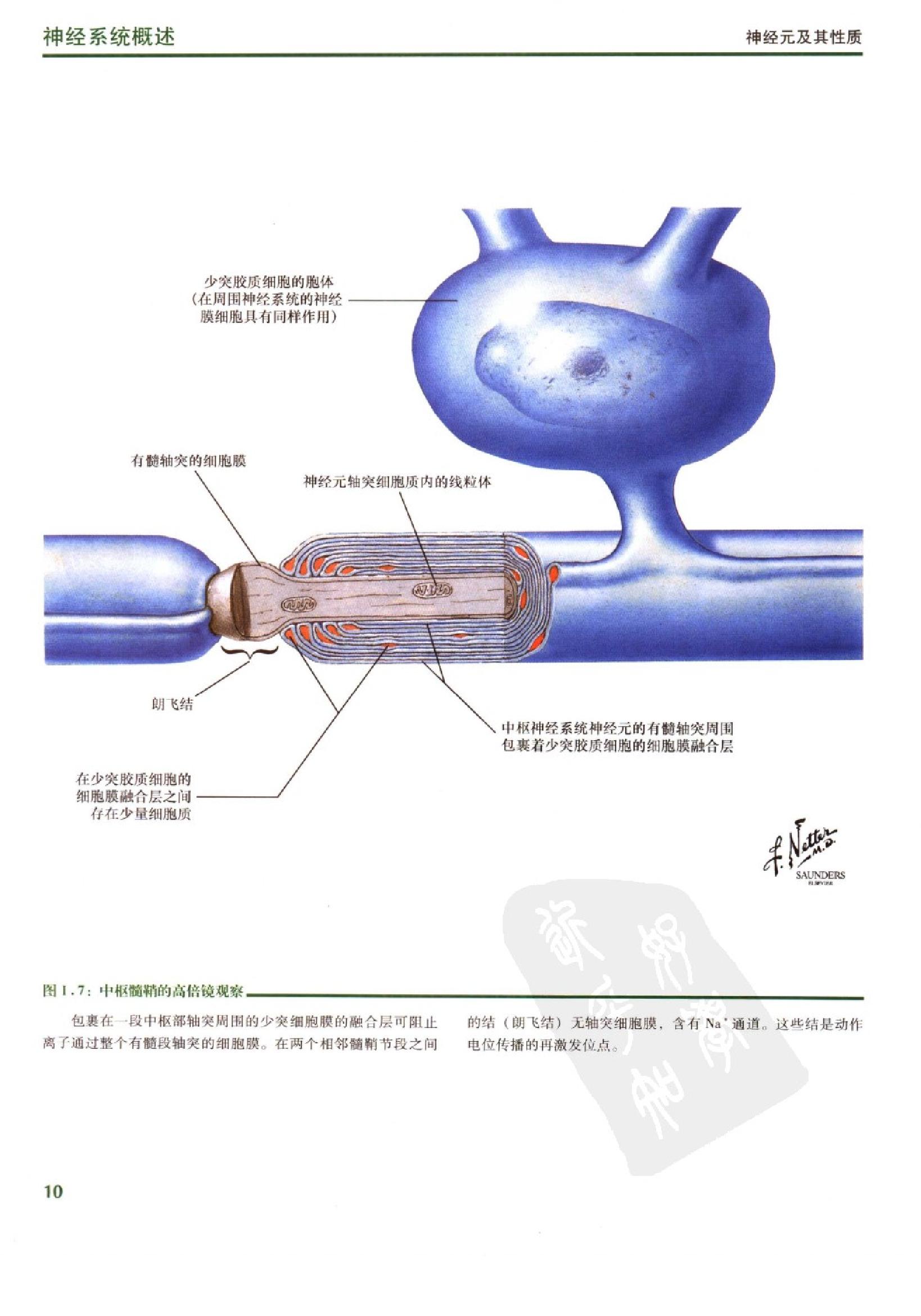 奈特人体神经解剖彩色图谱（高清中文版）.pdf_第21页