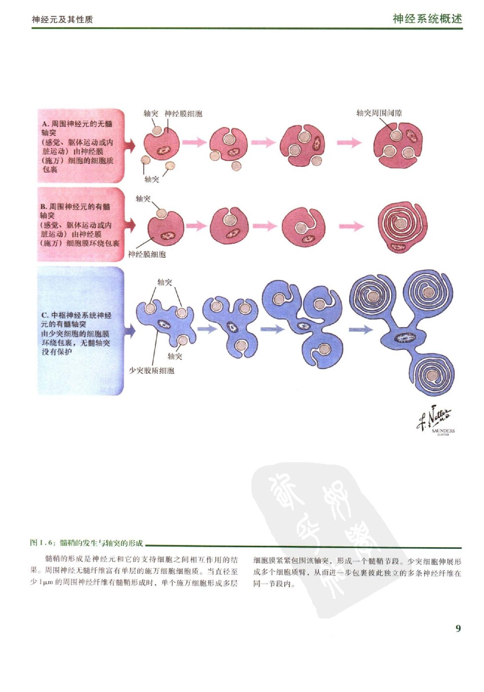 奈特人体神经解剖彩色图谱（高清中文版）.pdf_第20页