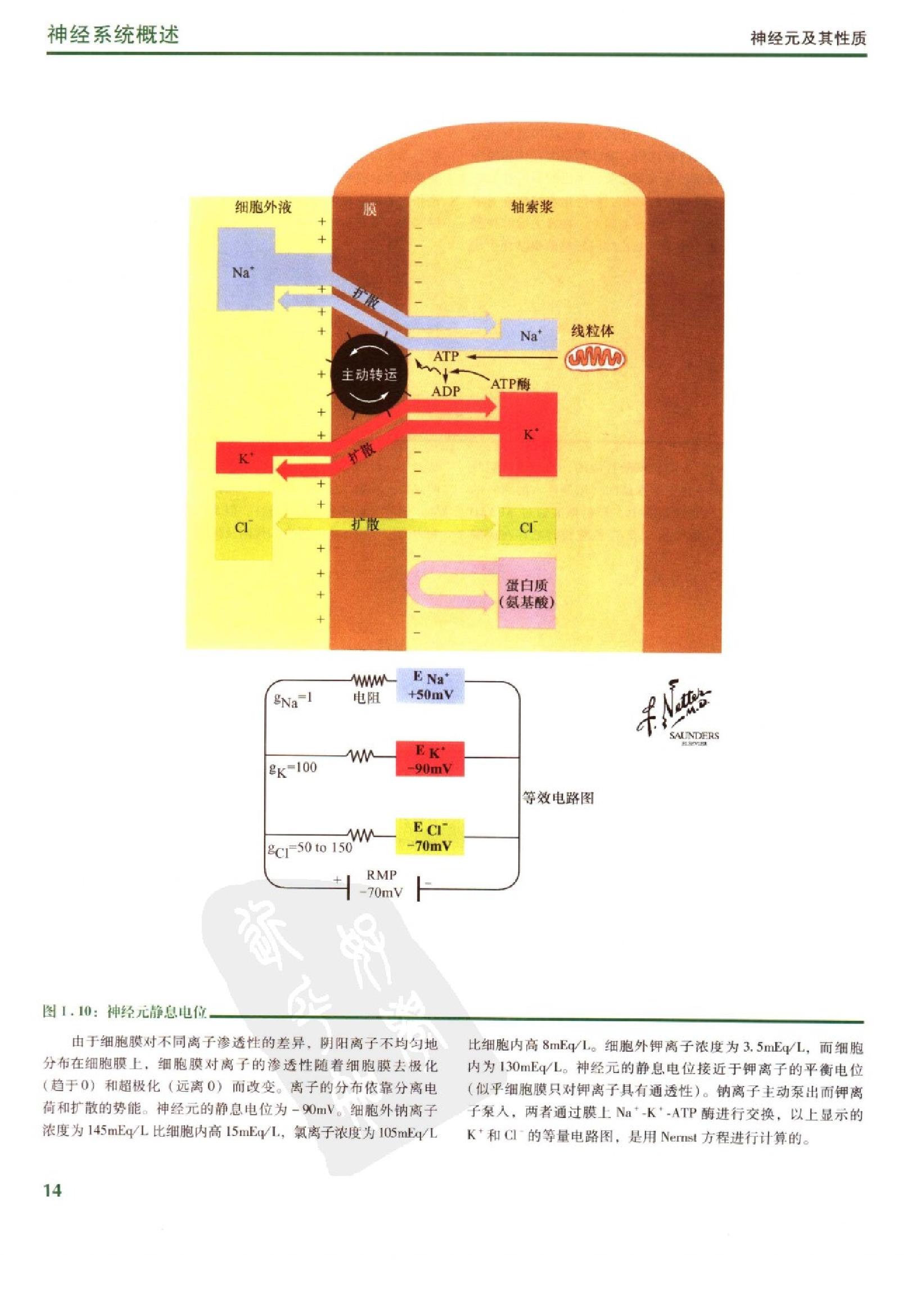 奈特人体神经解剖彩色图谱（高清中文版）.pdf_第25页