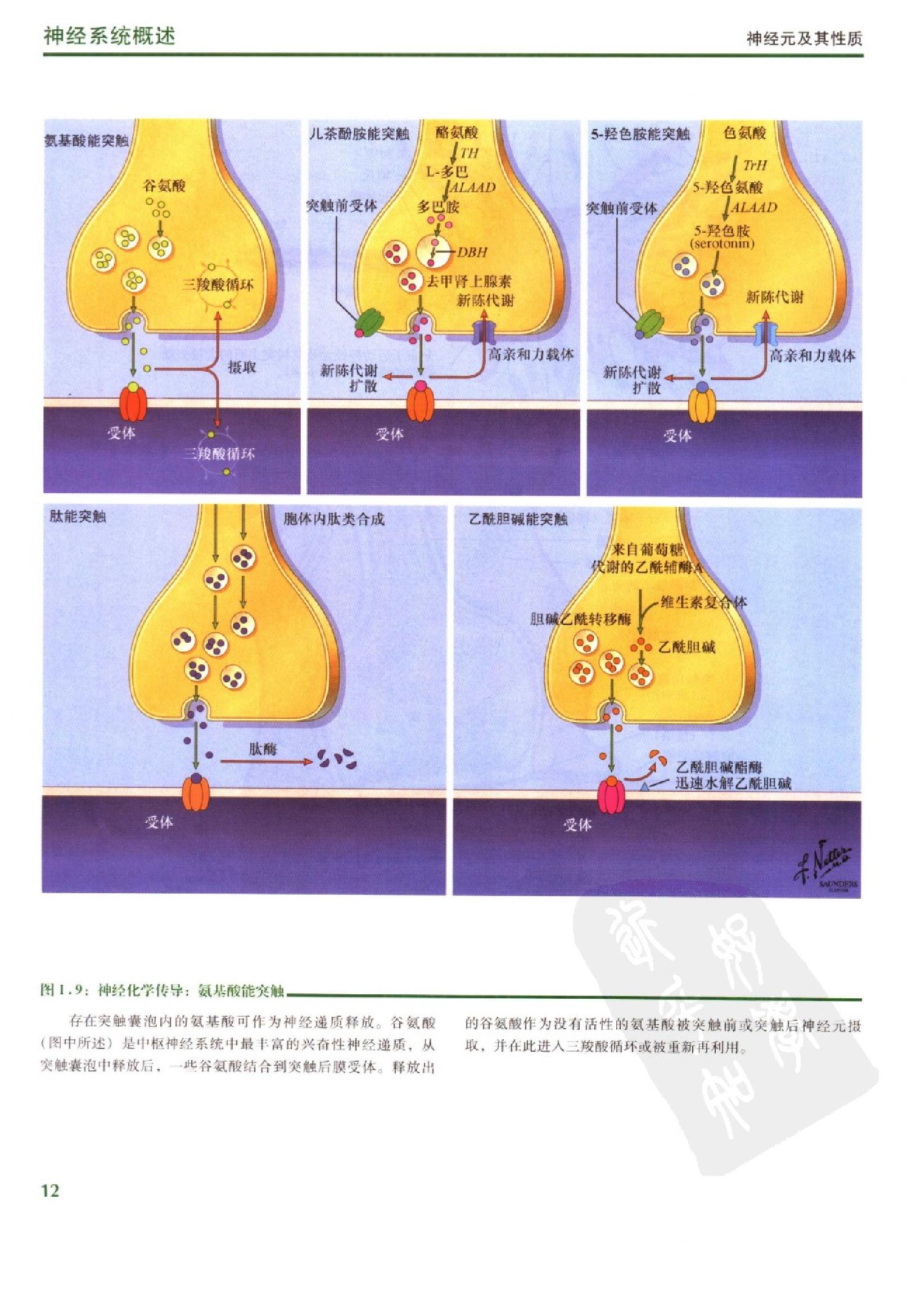 奈特人体神经解剖彩色图谱（高清中文版）.pdf_第23页