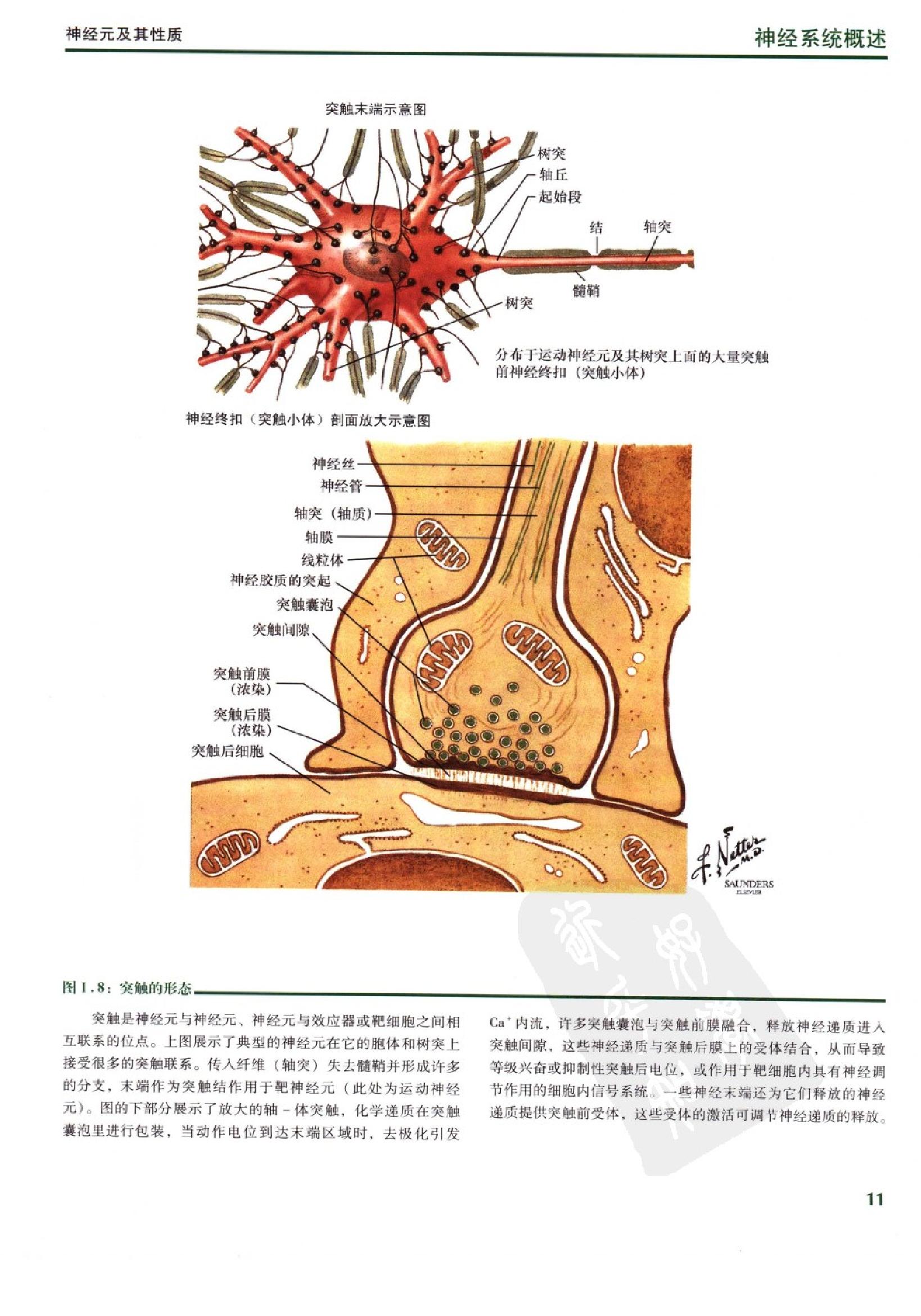 奈特人体神经解剖彩色图谱（高清中文版）.pdf_第22页