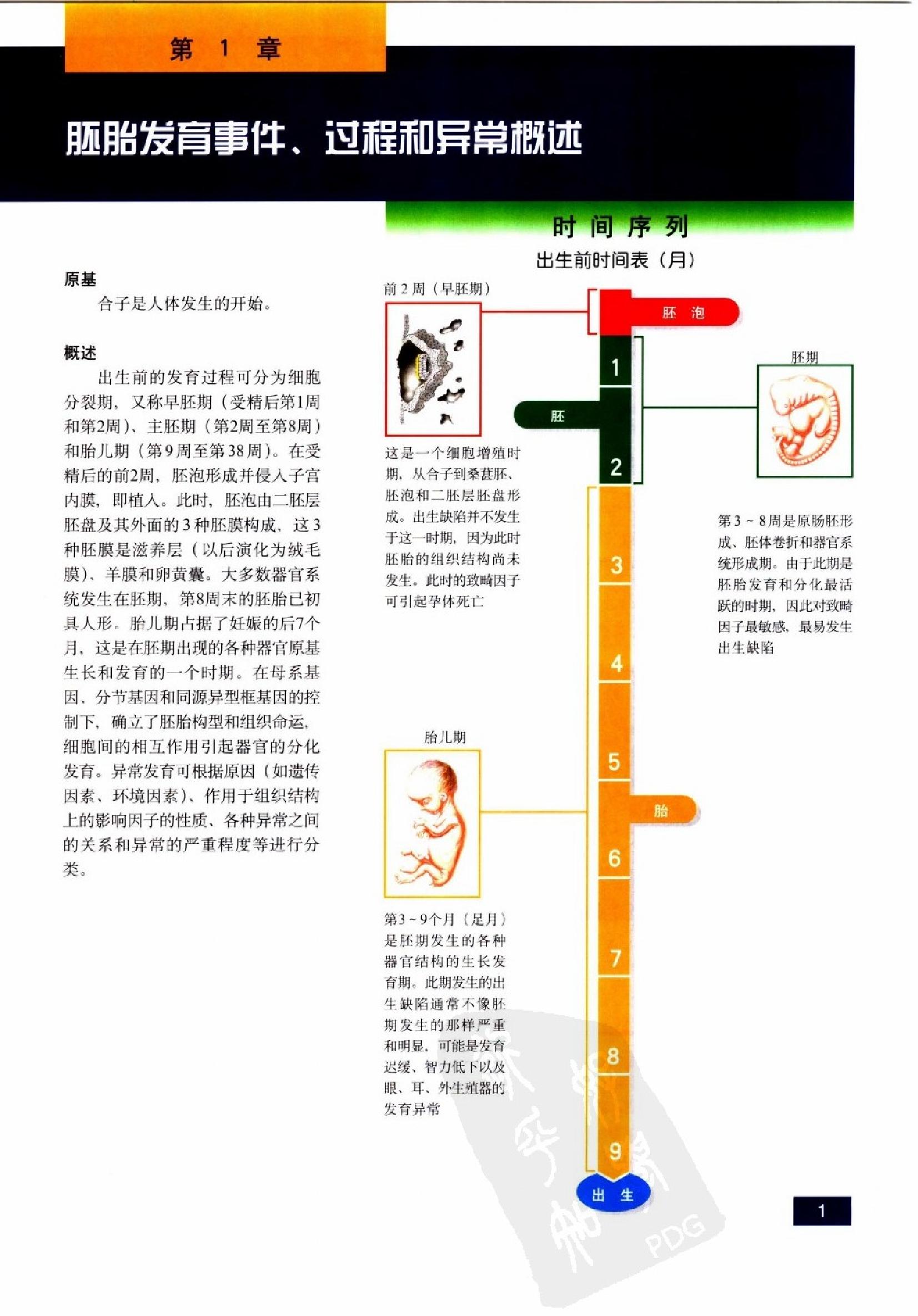 奈特人体胚胎学彩色图谱（高清中文版）.pdf_第14页