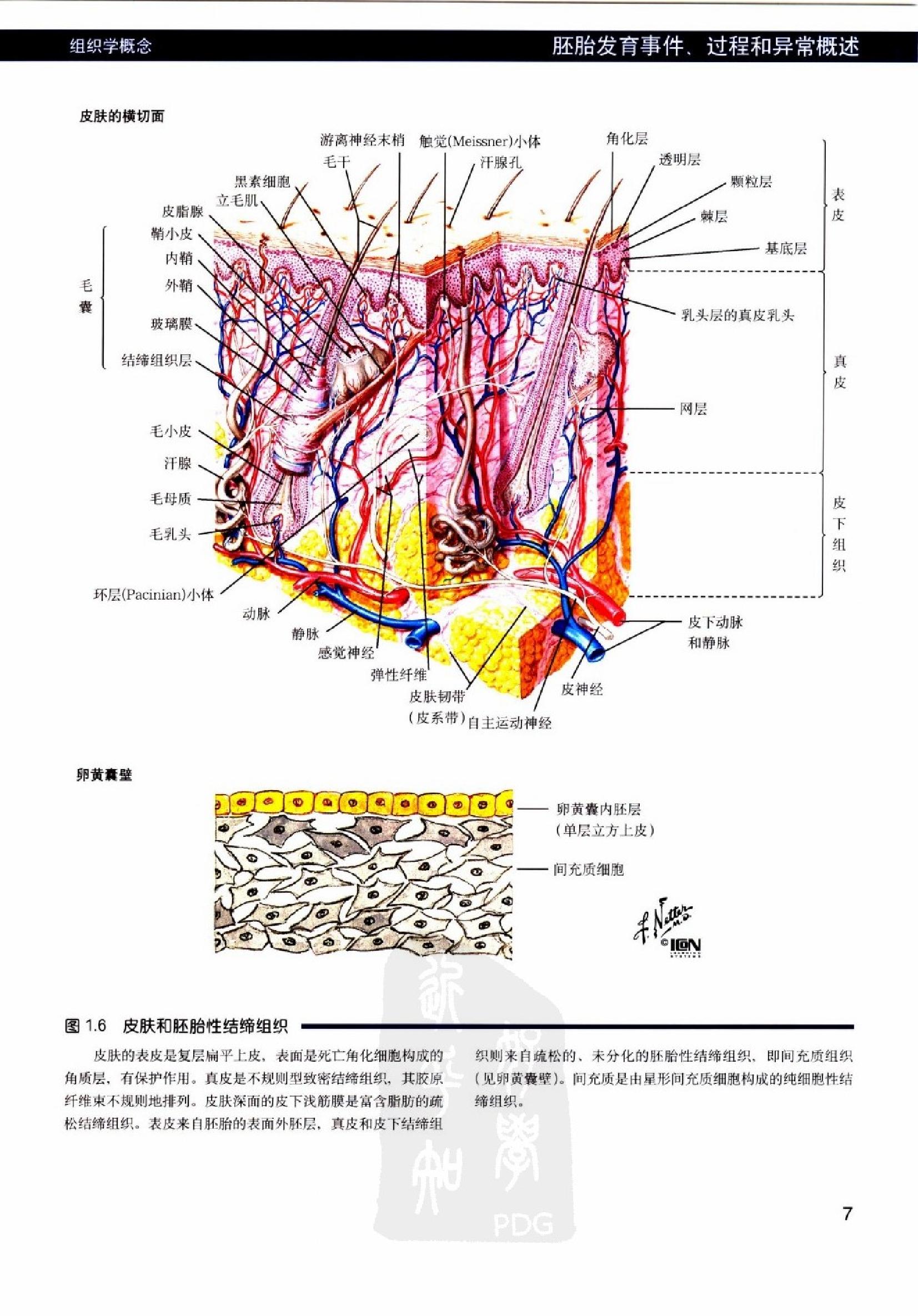 奈特人体胚胎学彩色图谱（高清中文版）.pdf_第20页