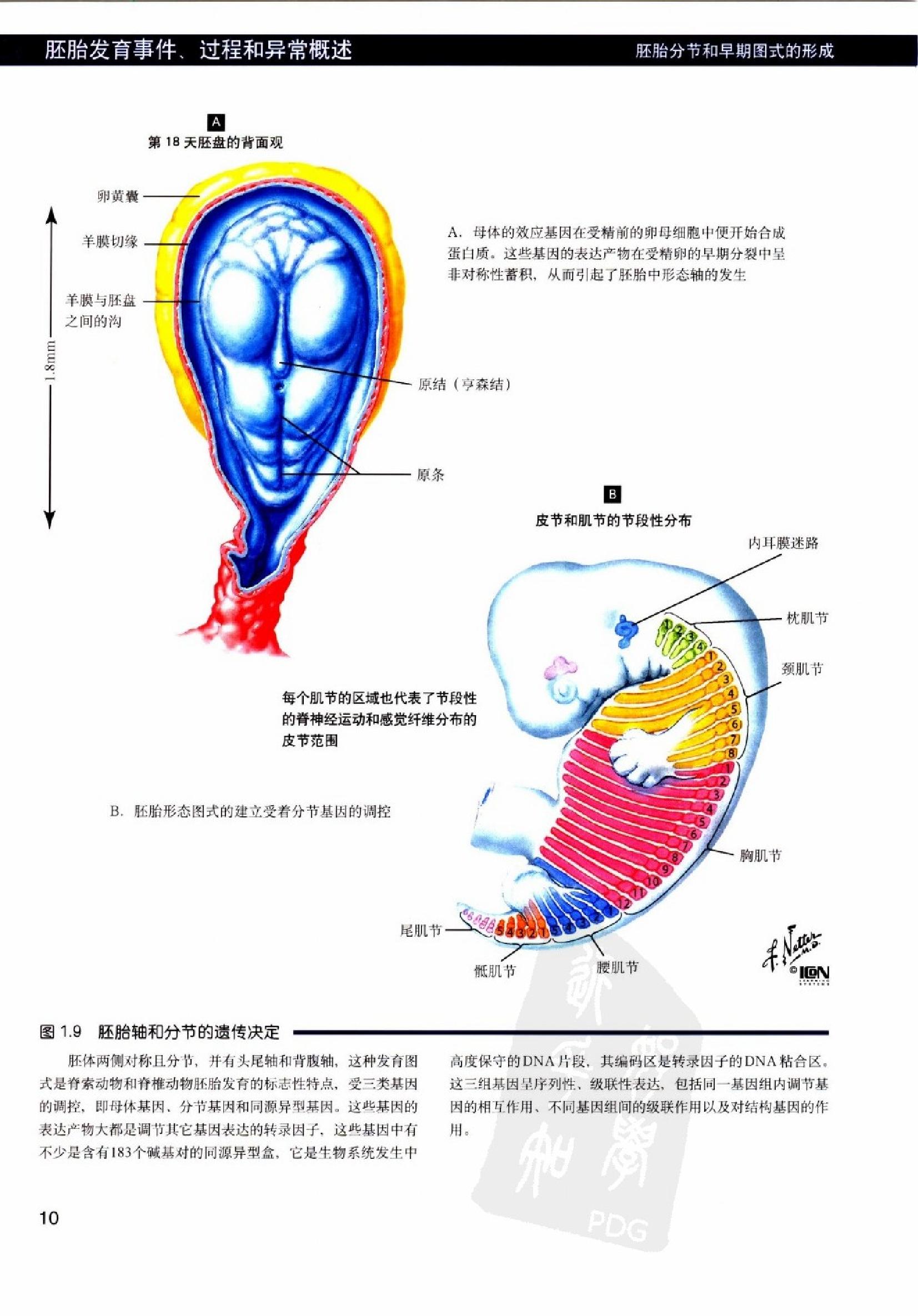 奈特人体胚胎学彩色图谱（高清中文版）.pdf_第23页