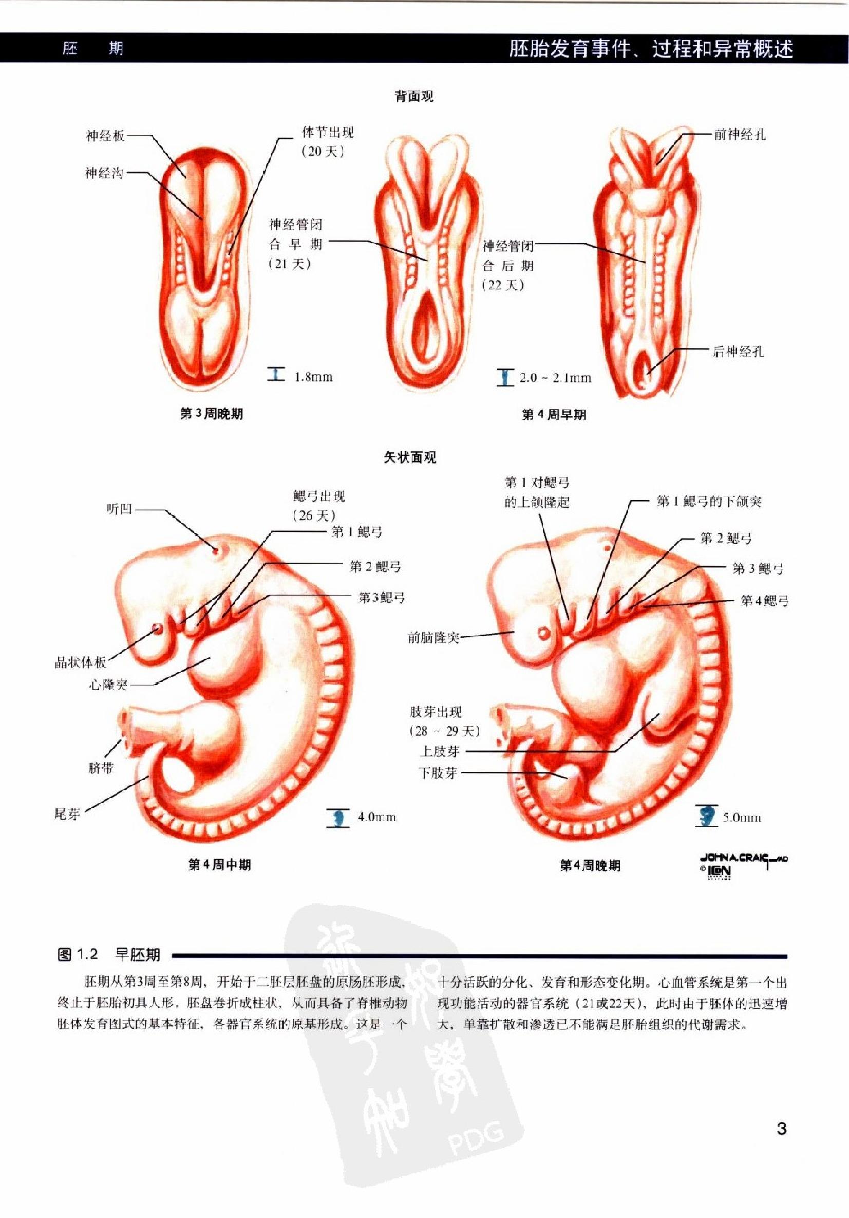 奈特人体胚胎学彩色图谱（高清中文版）.pdf_第16页