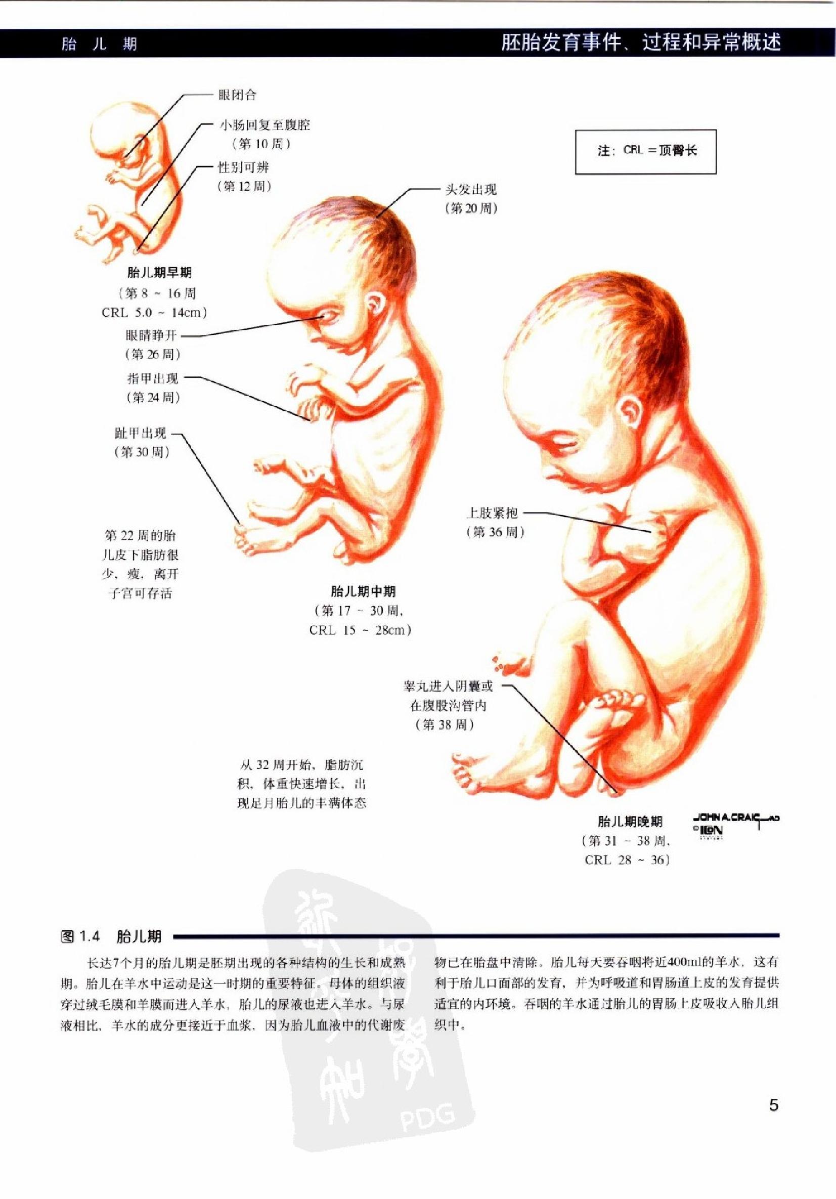 奈特人体胚胎学彩色图谱（高清中文版）.pdf_第18页