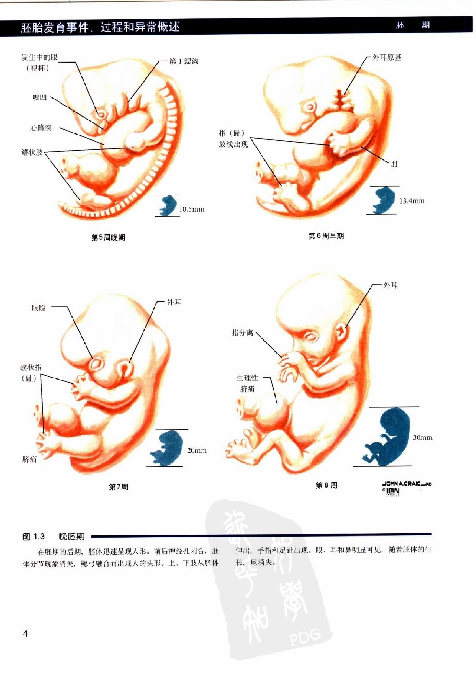 奈特人体胚胎学彩色图谱（高清中文版）.pdf_第17页