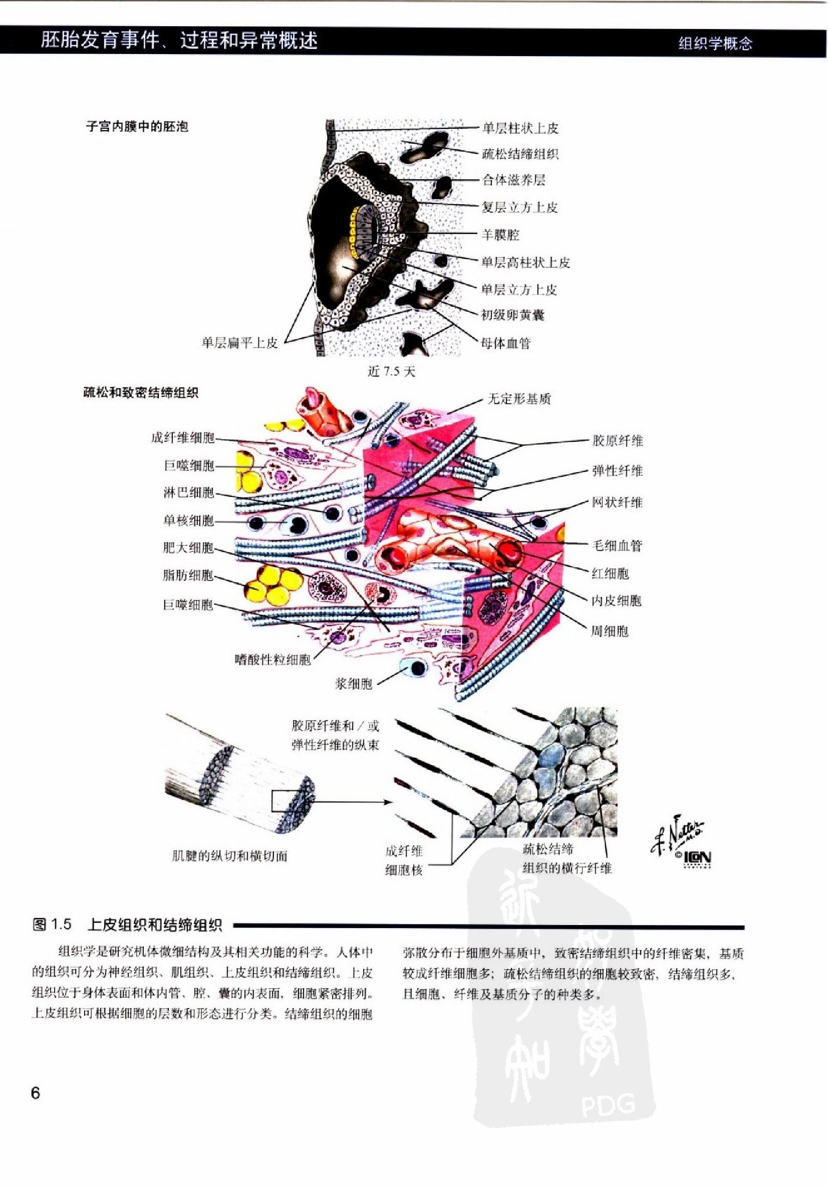 奈特人体胚胎学彩色图谱（高清中文版）.pdf_第19页