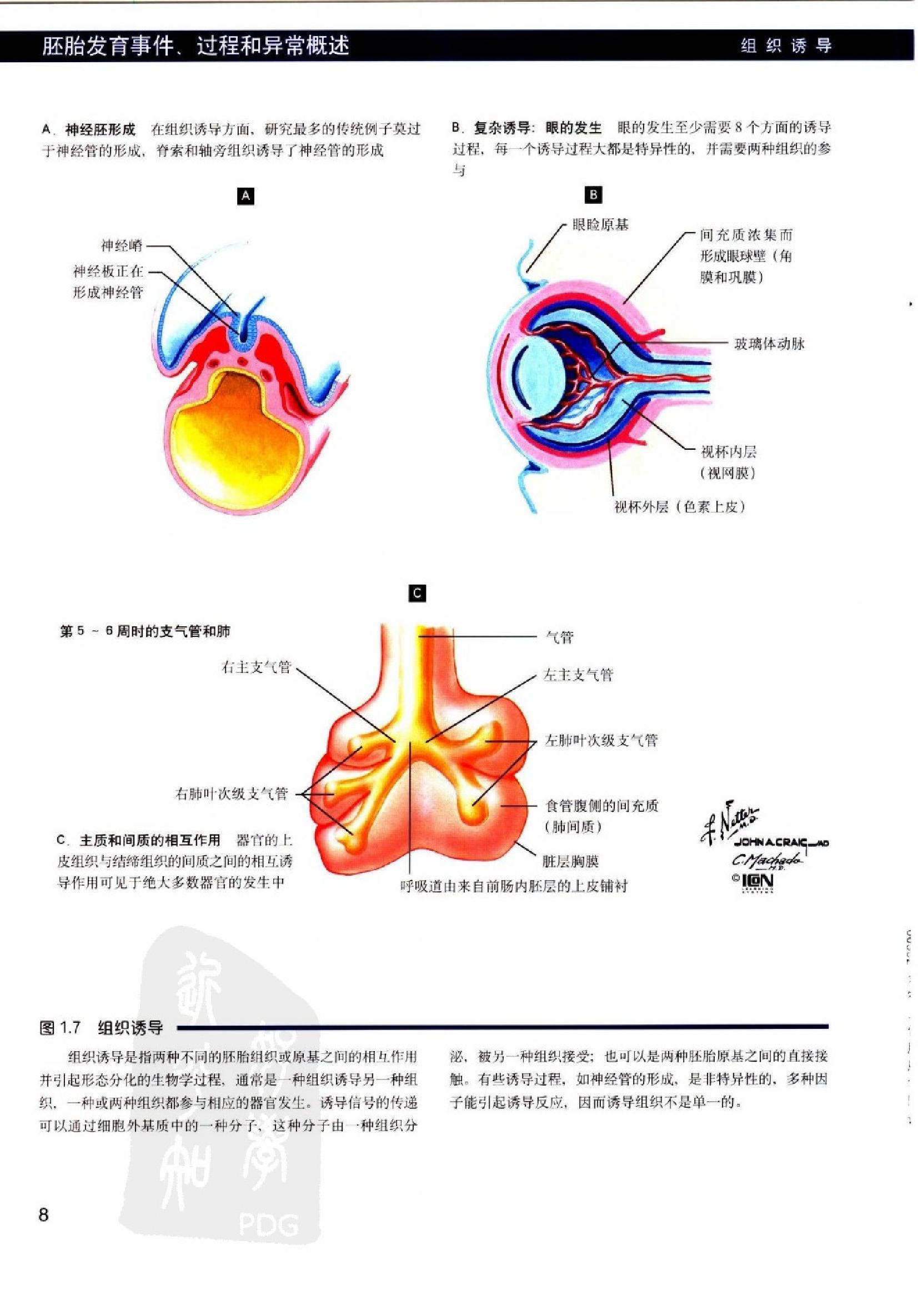 奈特人体胚胎学彩色图谱（高清中文版）.pdf_第21页